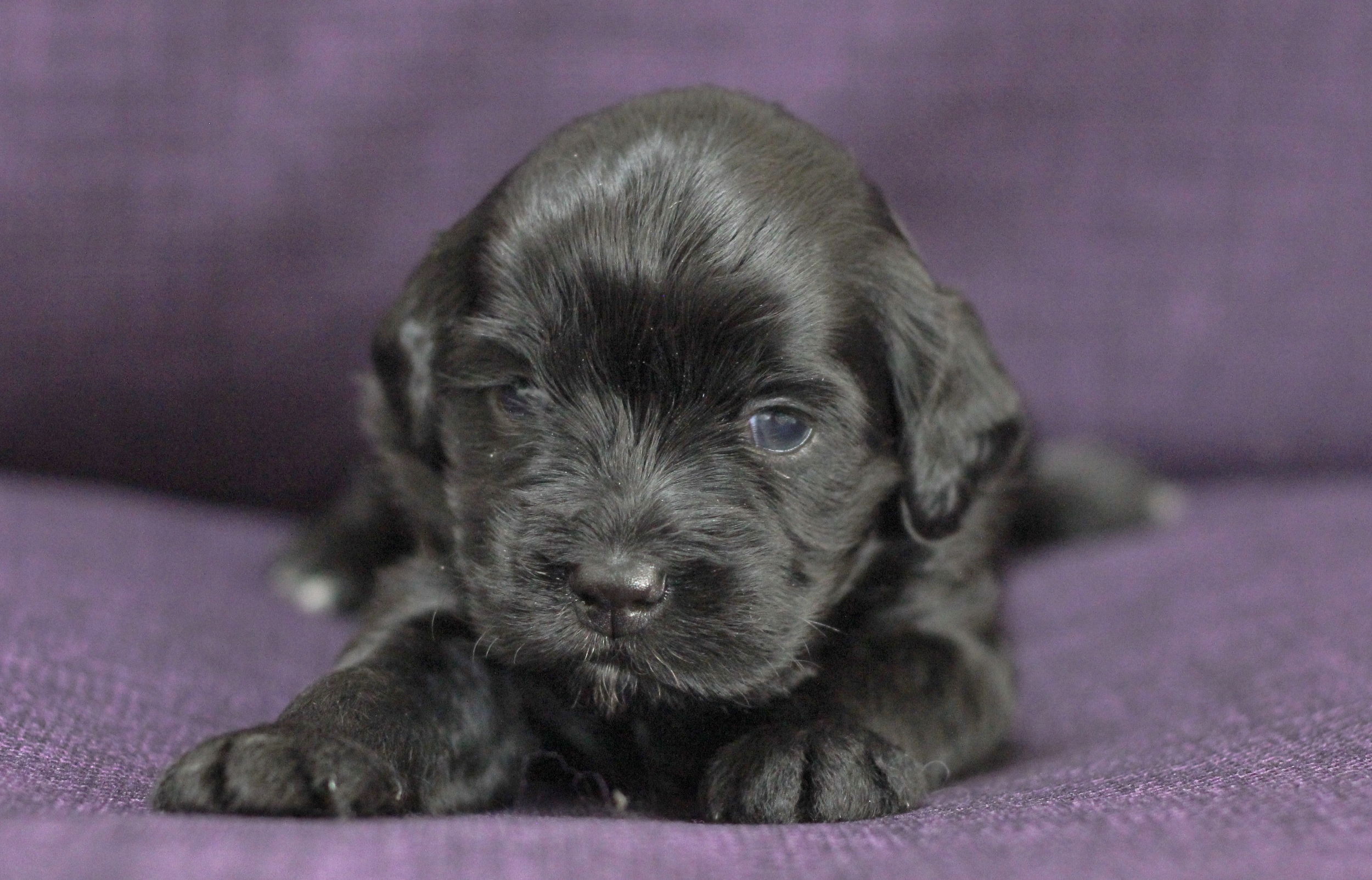 Pink girl 3 weeks