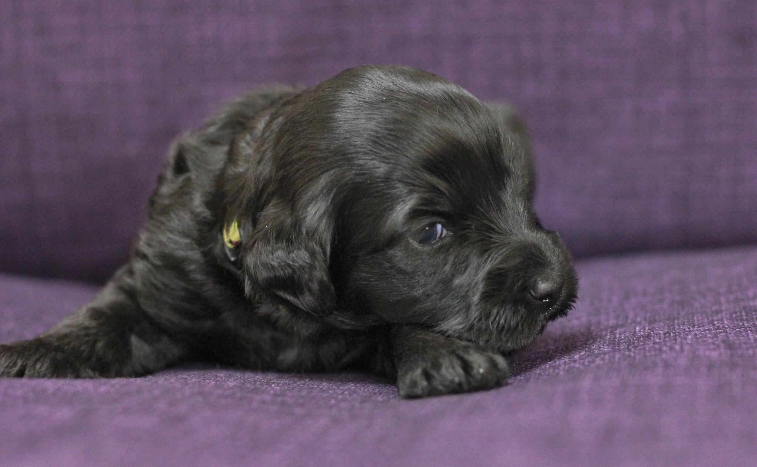 Yellow girl 3 weeks