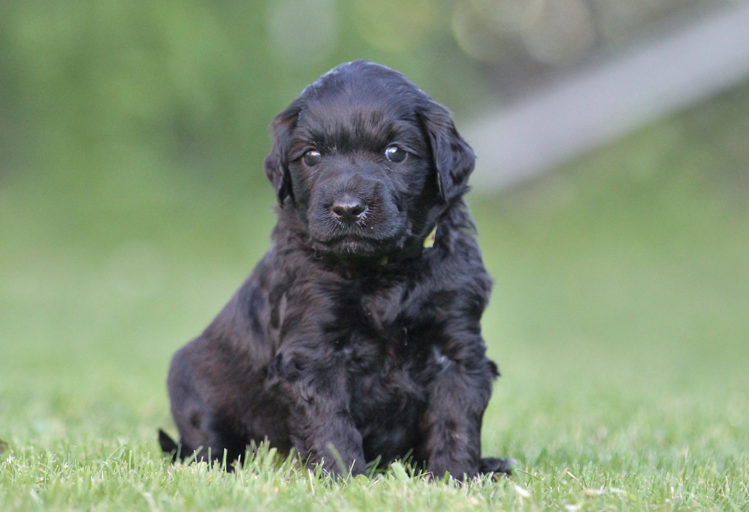 Yellow girl 4 weeks