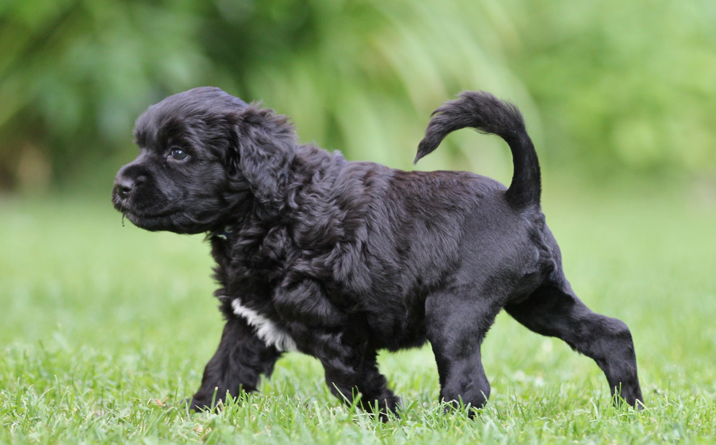 Blue boy 5 weeks