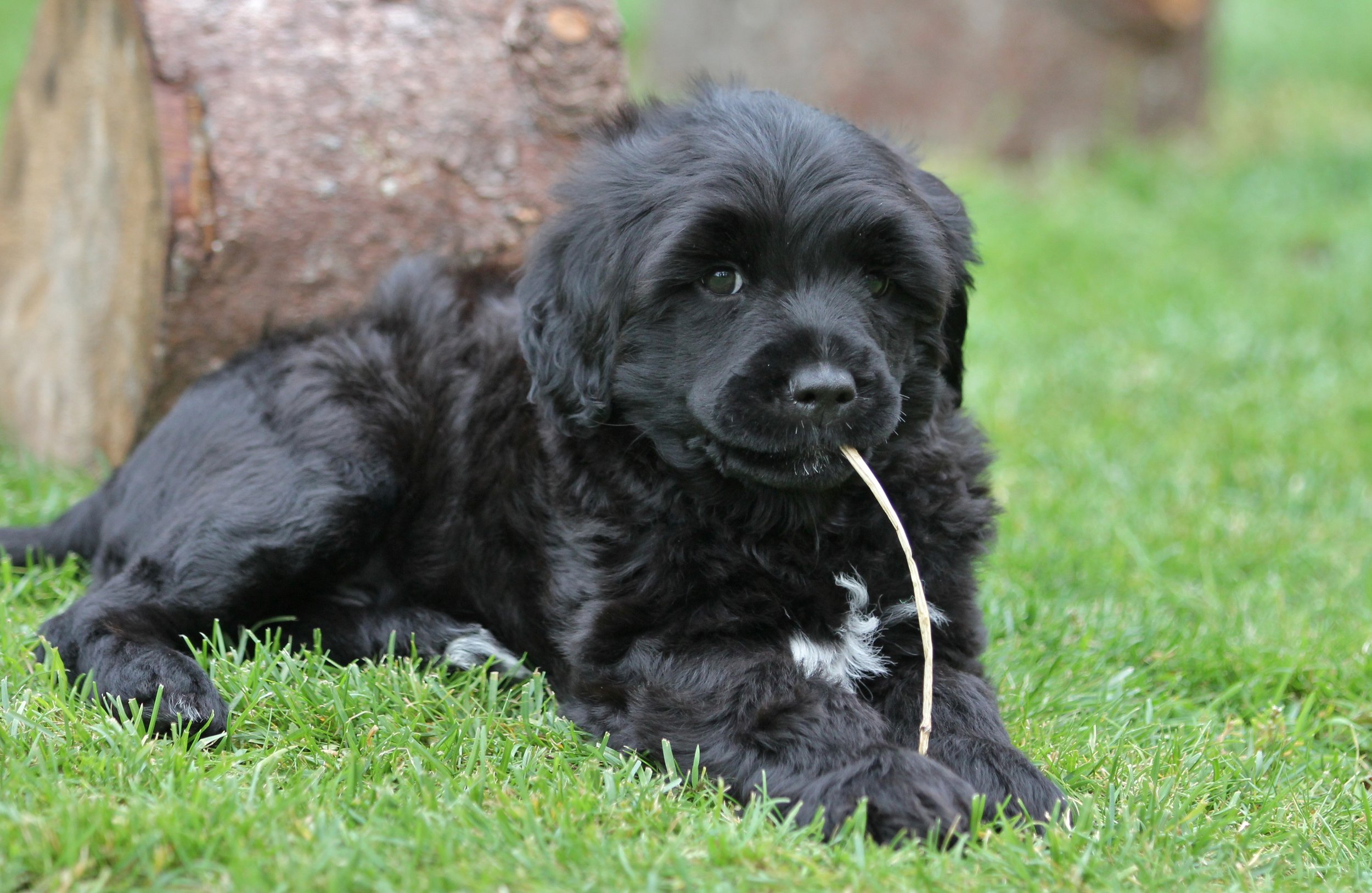 Green boy 8 weeks