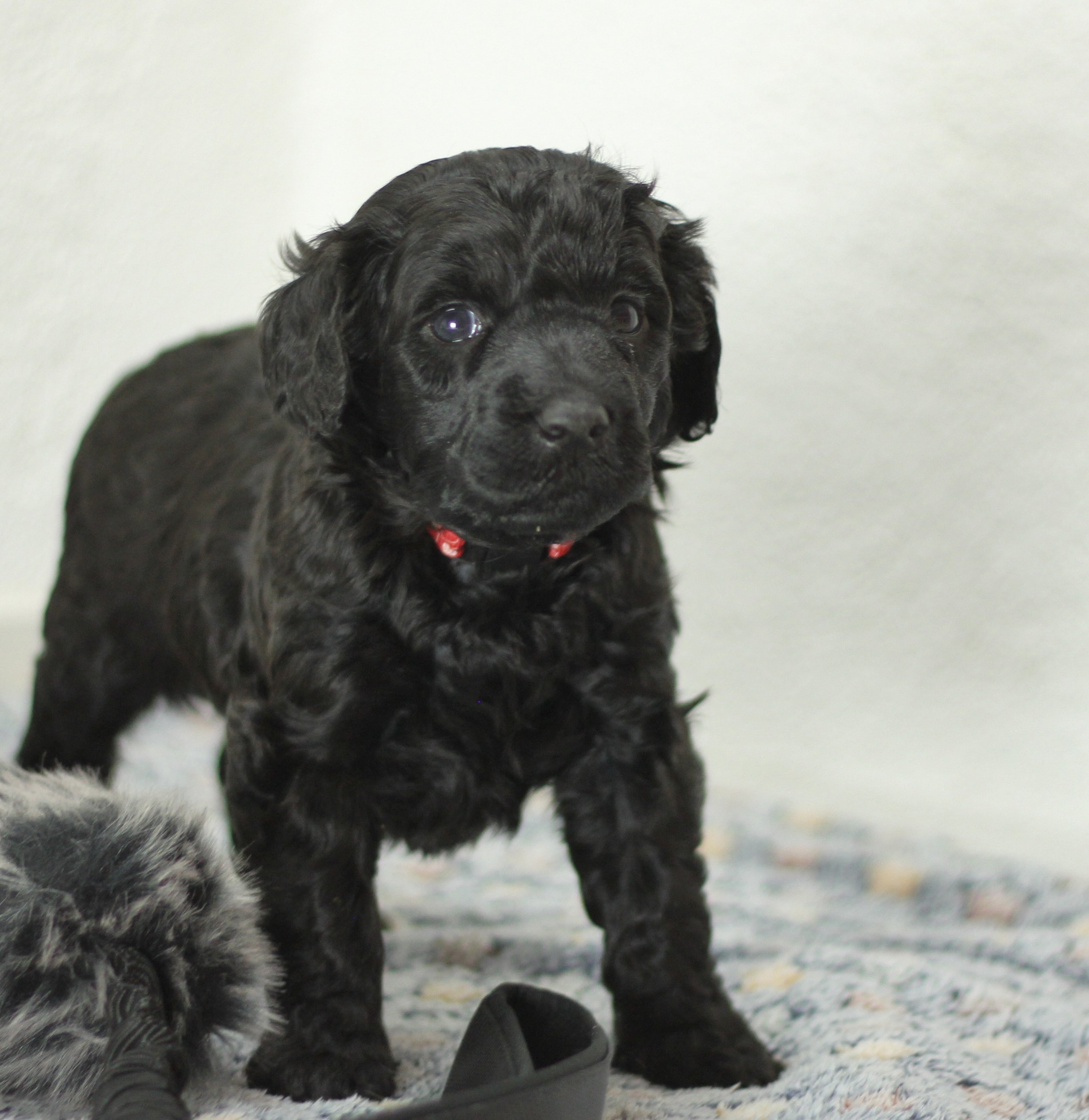 Miss Red 4 1/2 weeks