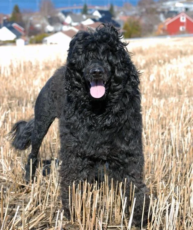 Meeko 19 months