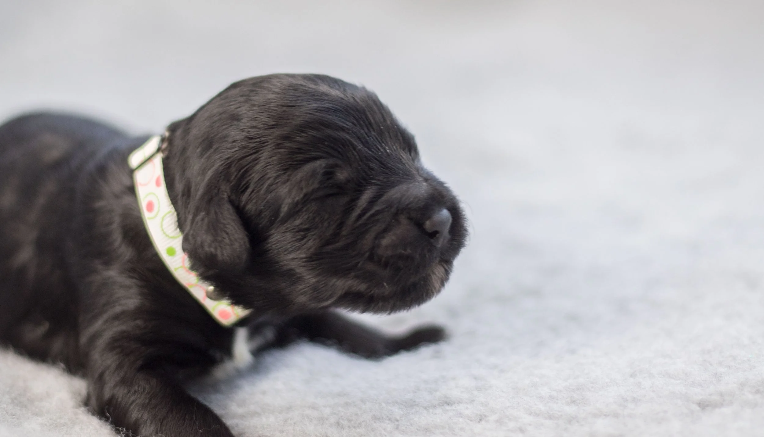Mr. White 1 week