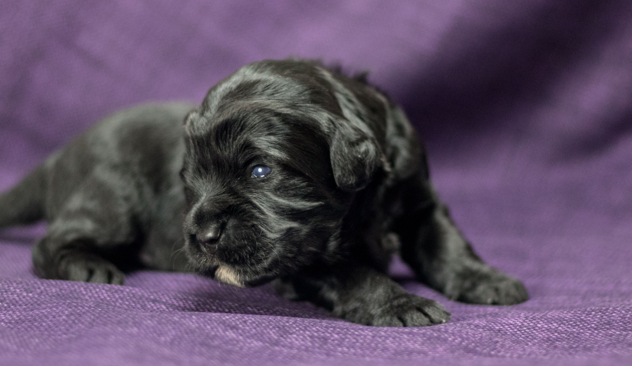 Mr. Yellow 2 weeks