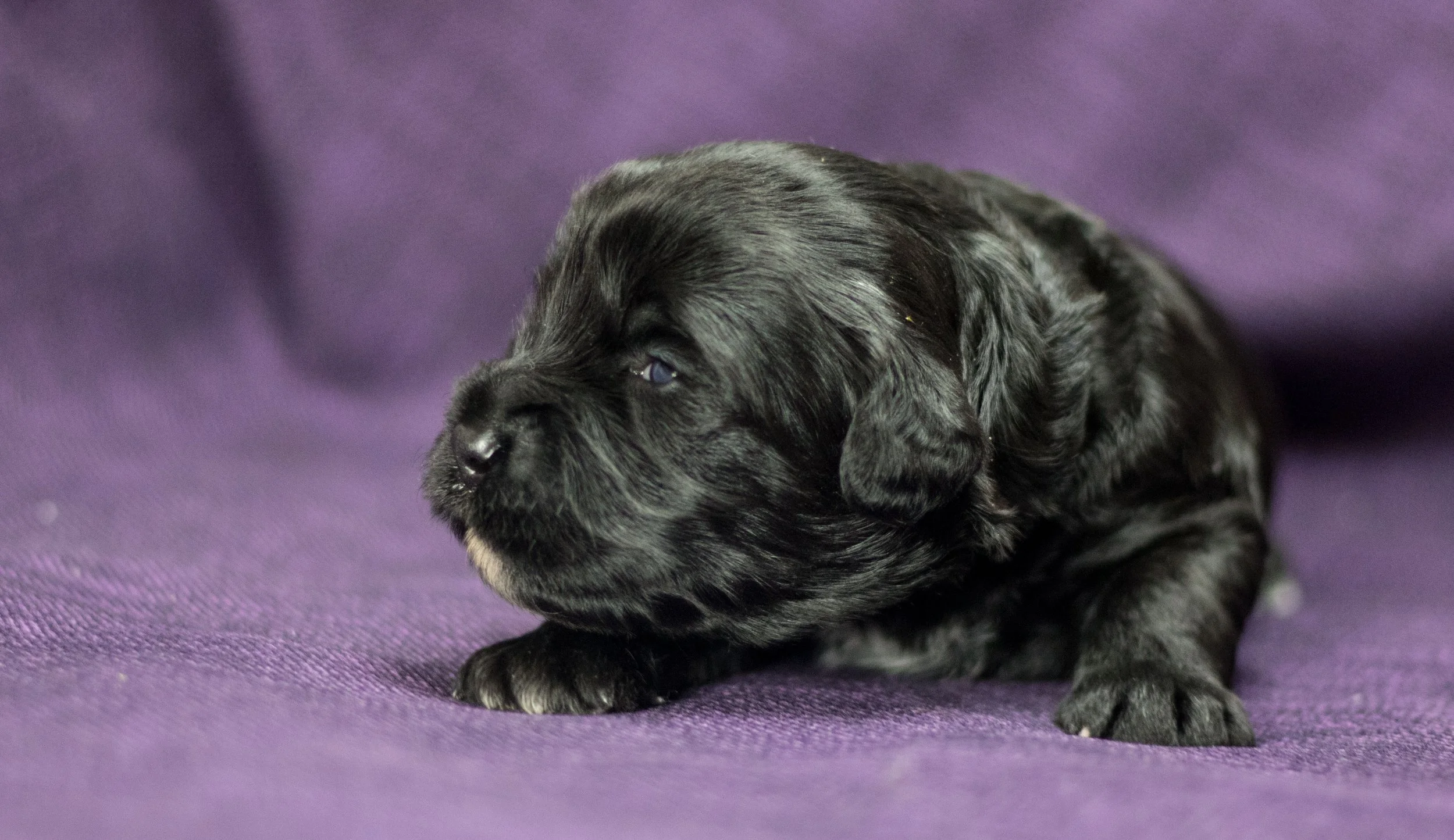 Mr. Blue 2 weeks