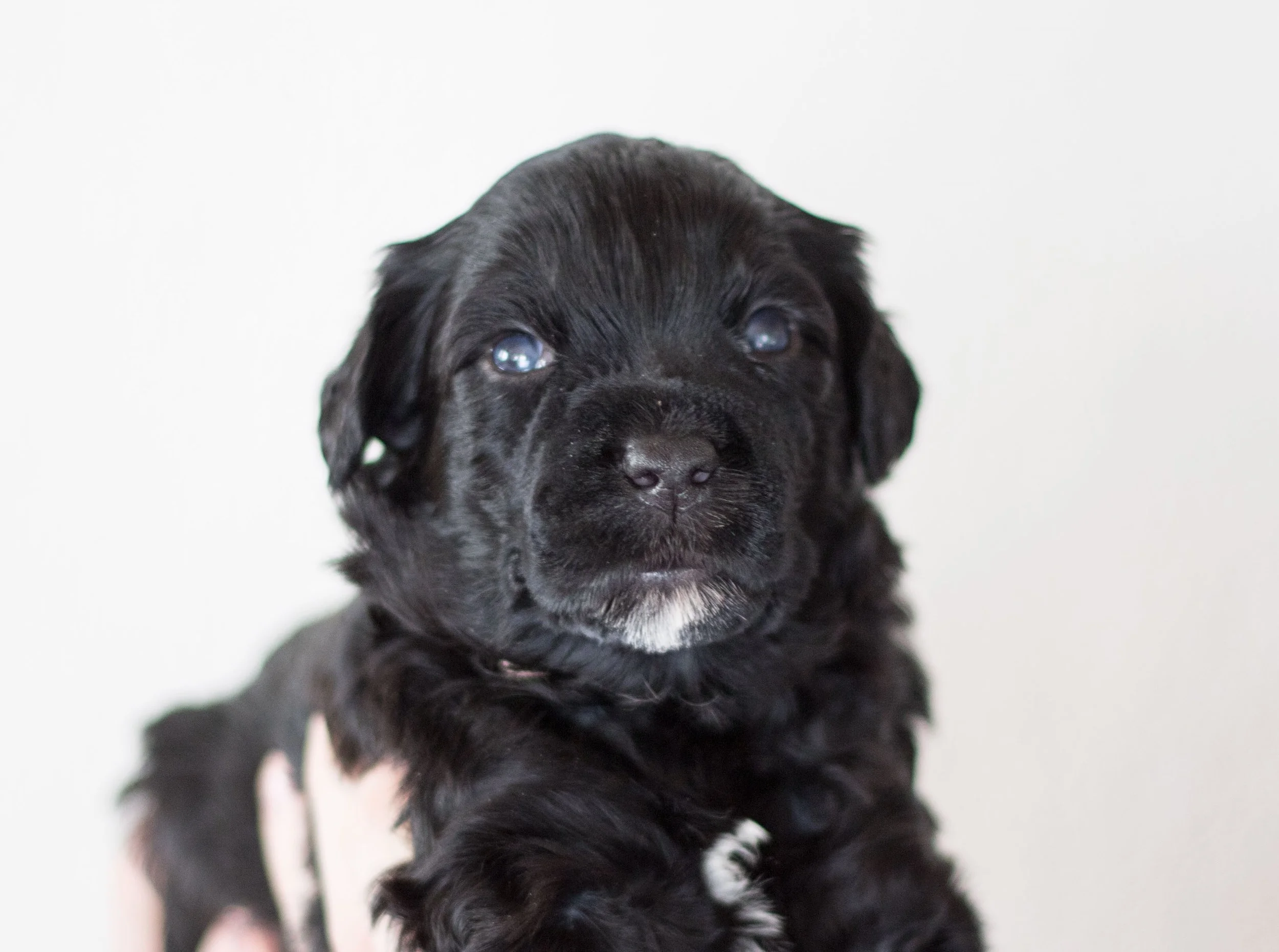 Miss Pink 3 weeks