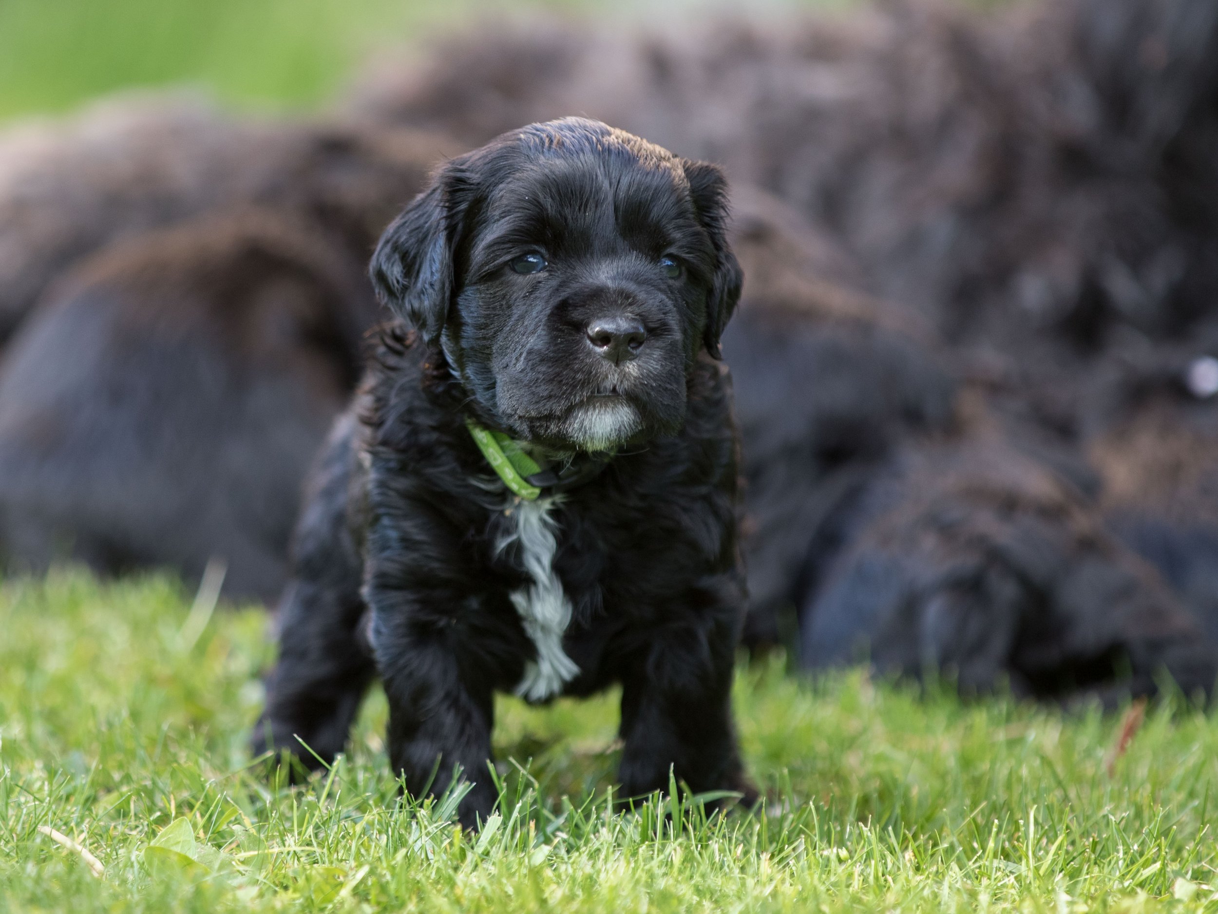 Mr. Green 4 weeks