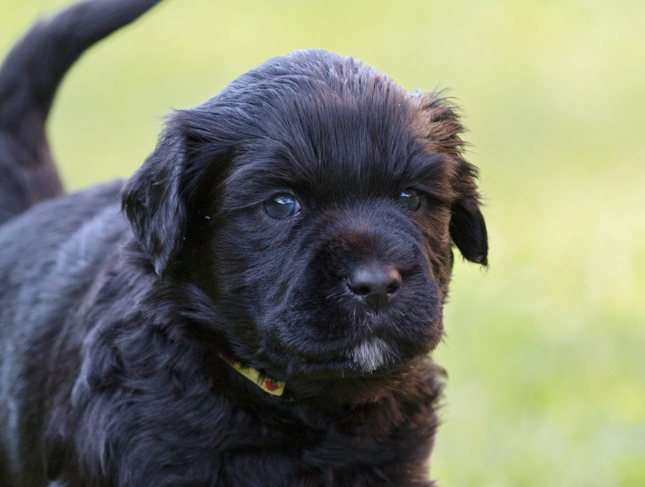 Mr. Yellow 4 weeks