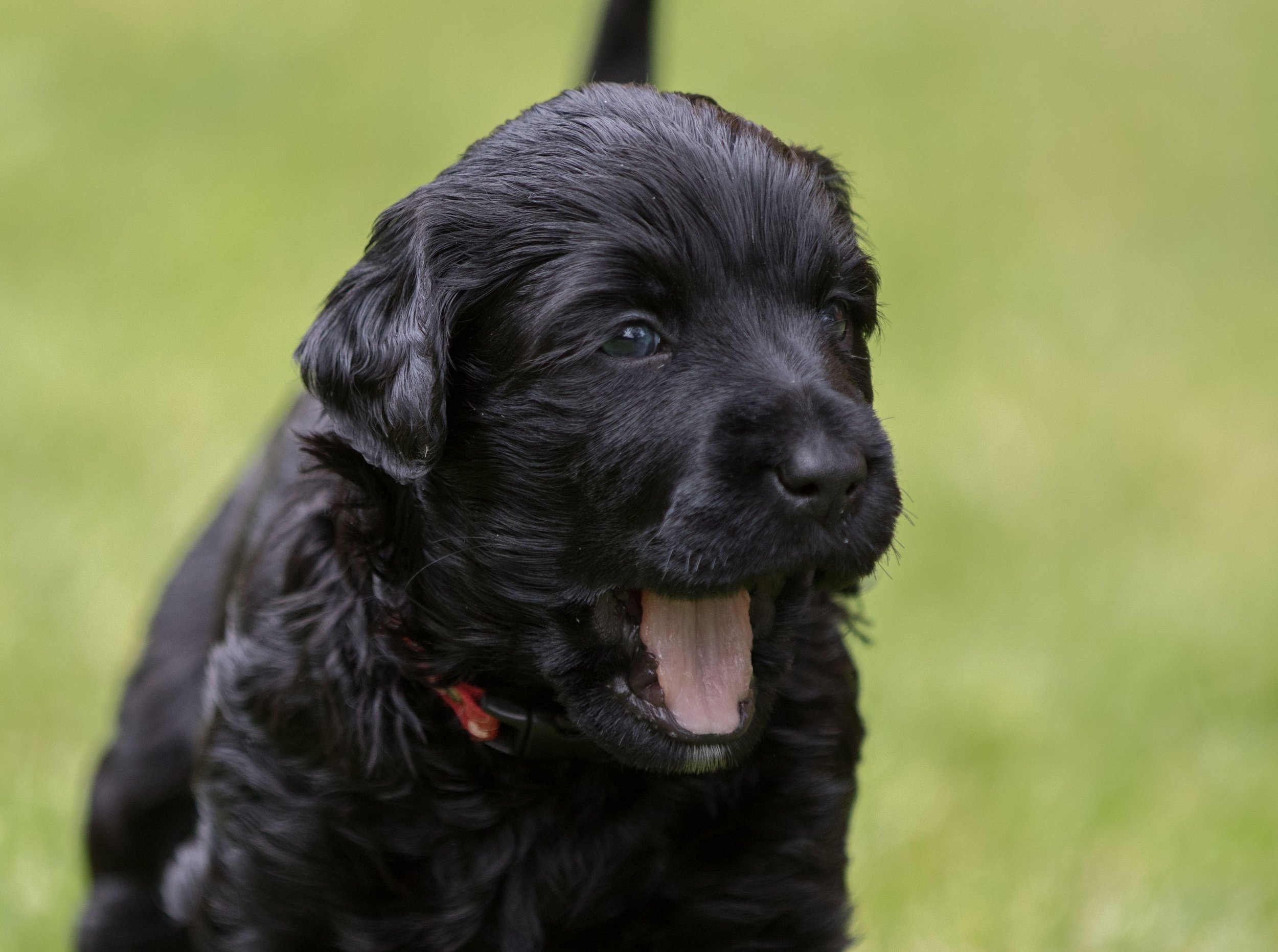 Miss Red 4 weeks