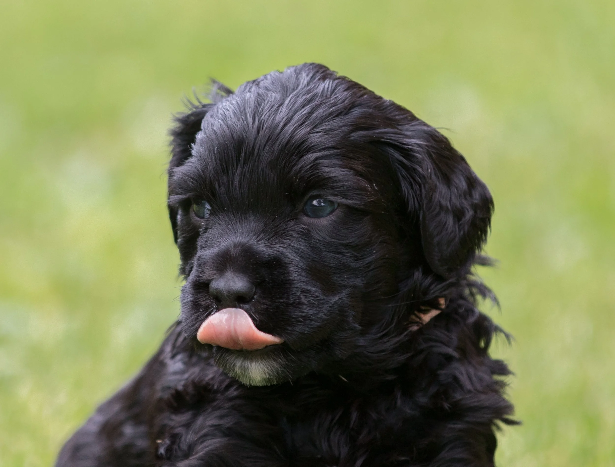 Miss Pink 4 weeks