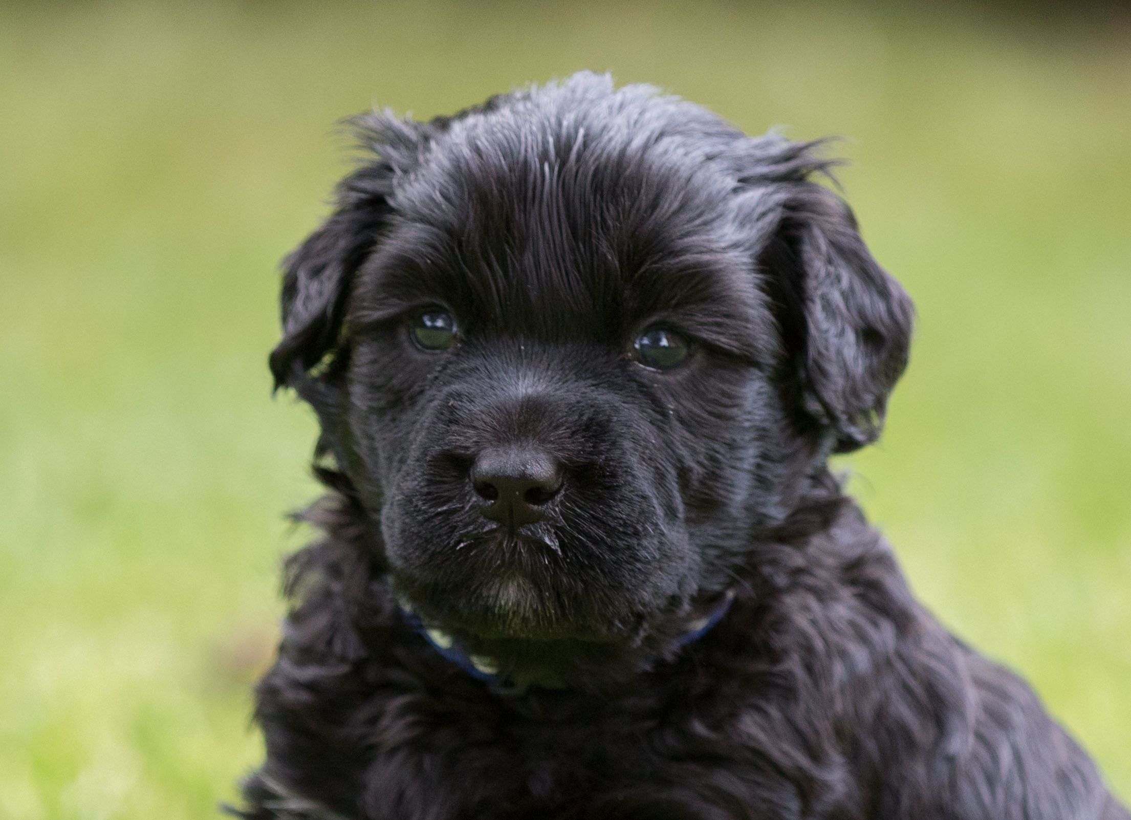 Mr. Blue 4 weeks