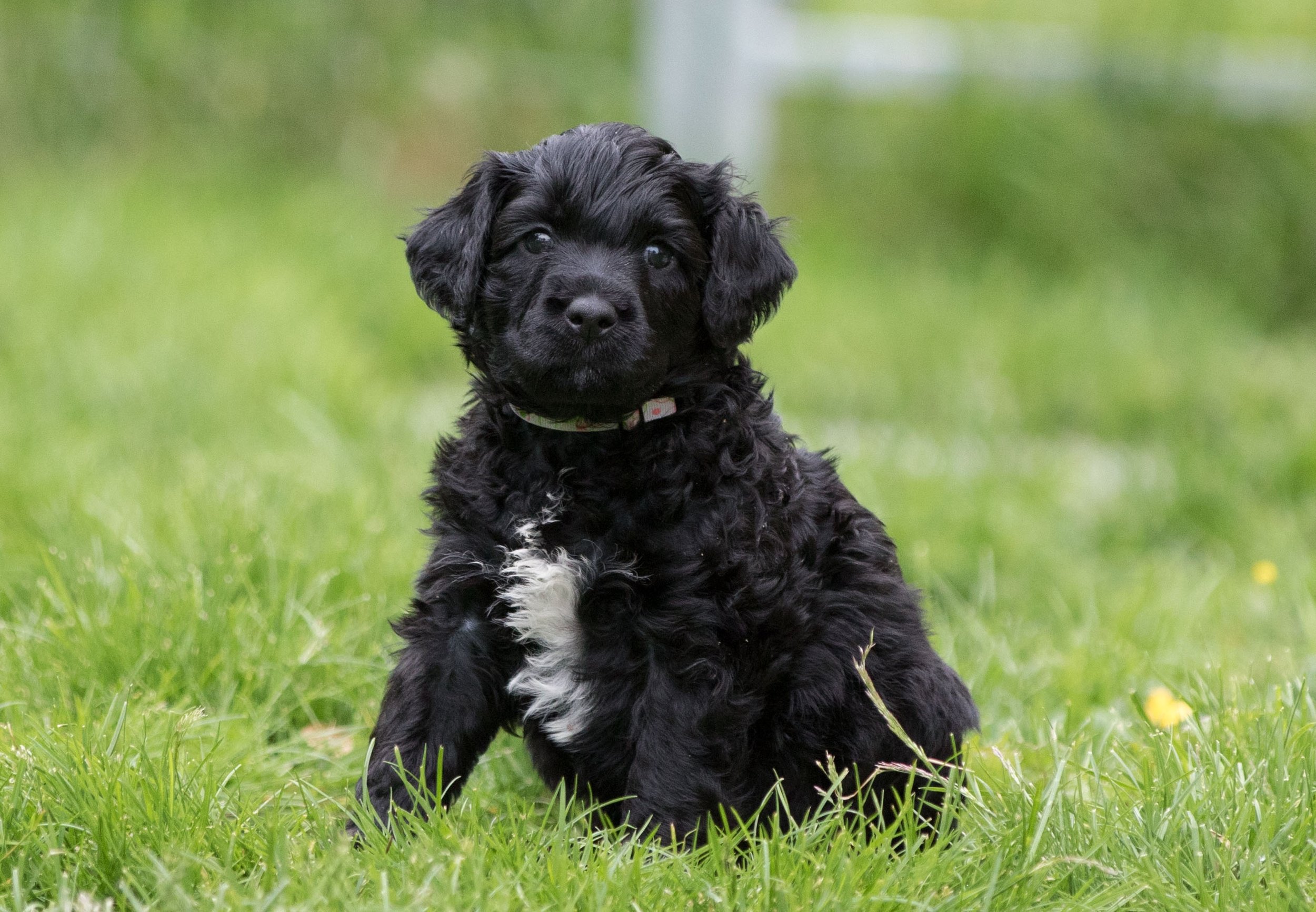 Mr. White 5 weeks