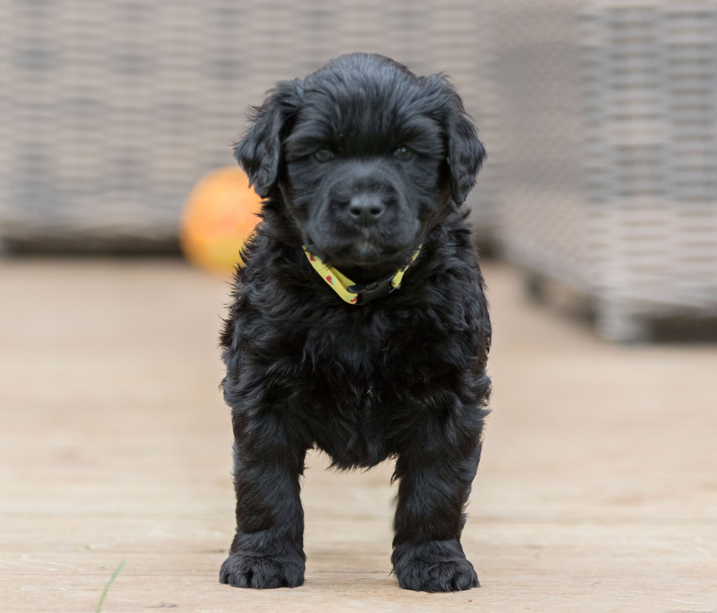 Mr. Yellow 5 weeks