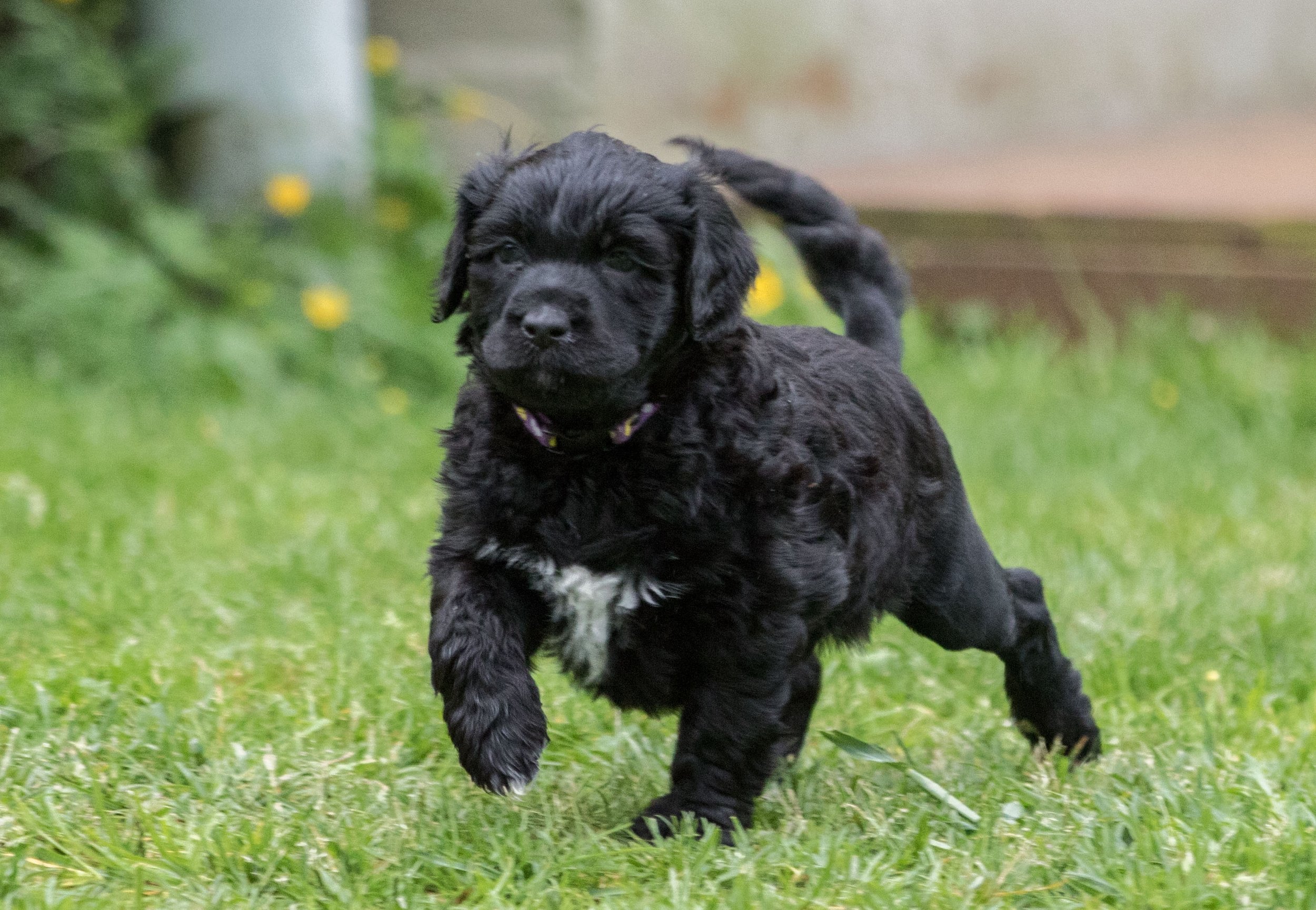 Miss Purple 5 weeks