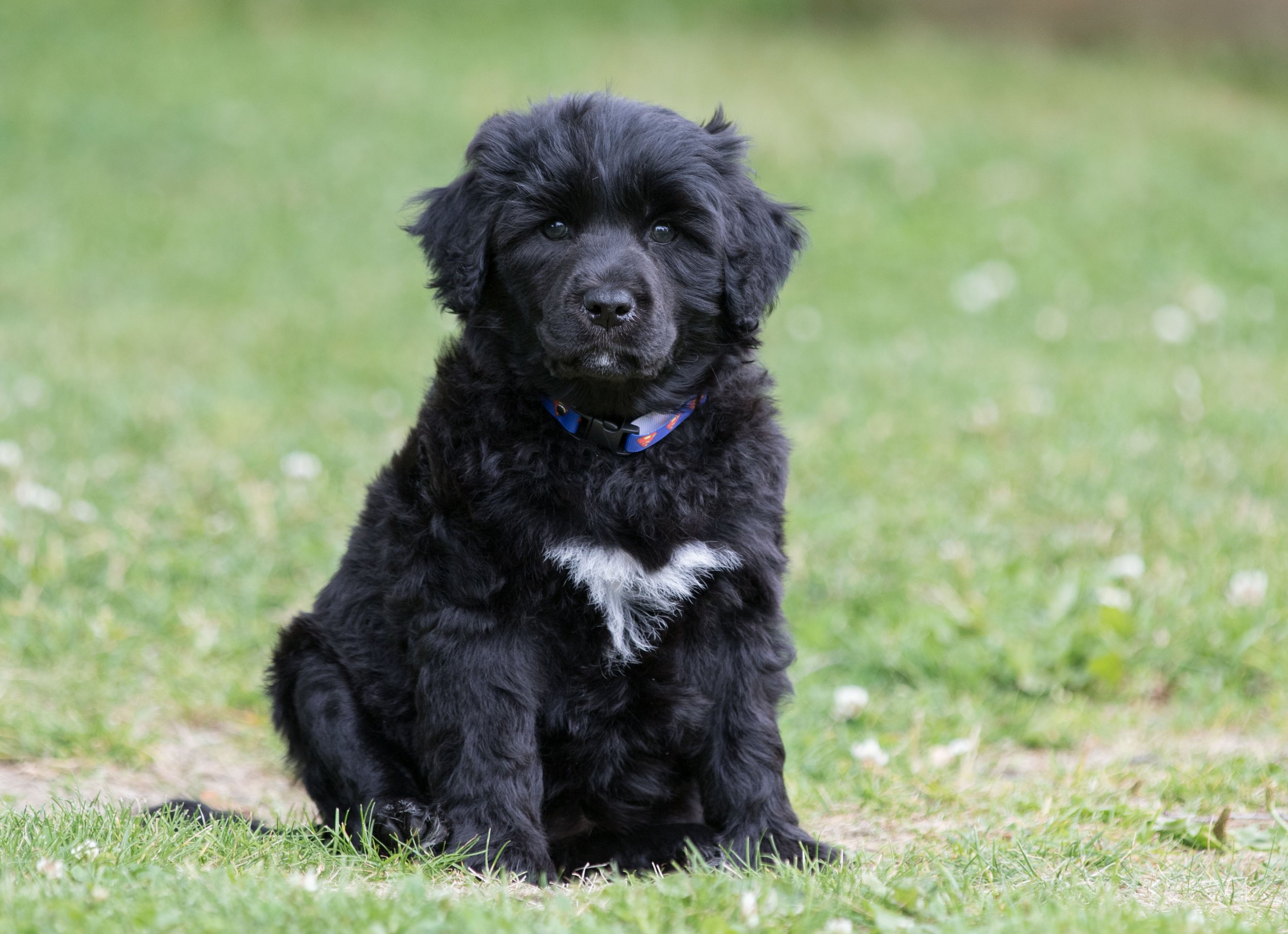 Mr. Blue 6 1/2 weeks