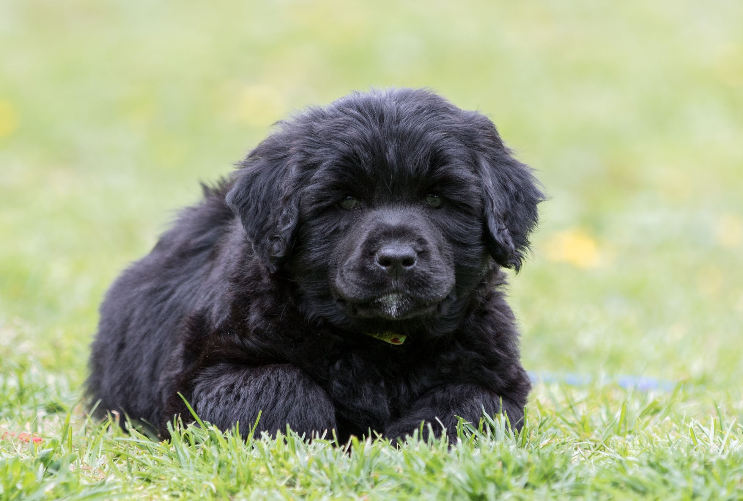 Mr. Yellow 6 1/2 weeks