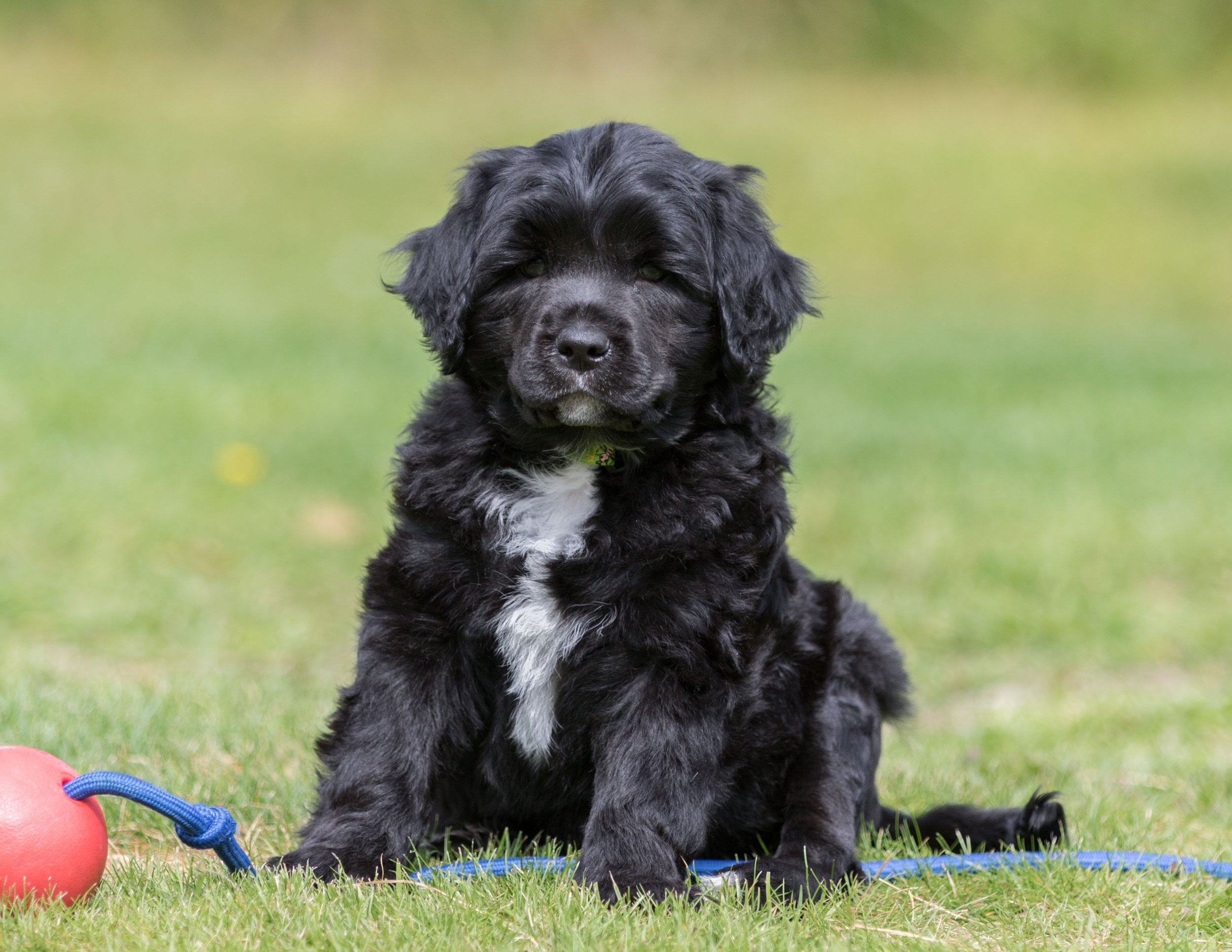 Mr Green 6 1/2 weeks