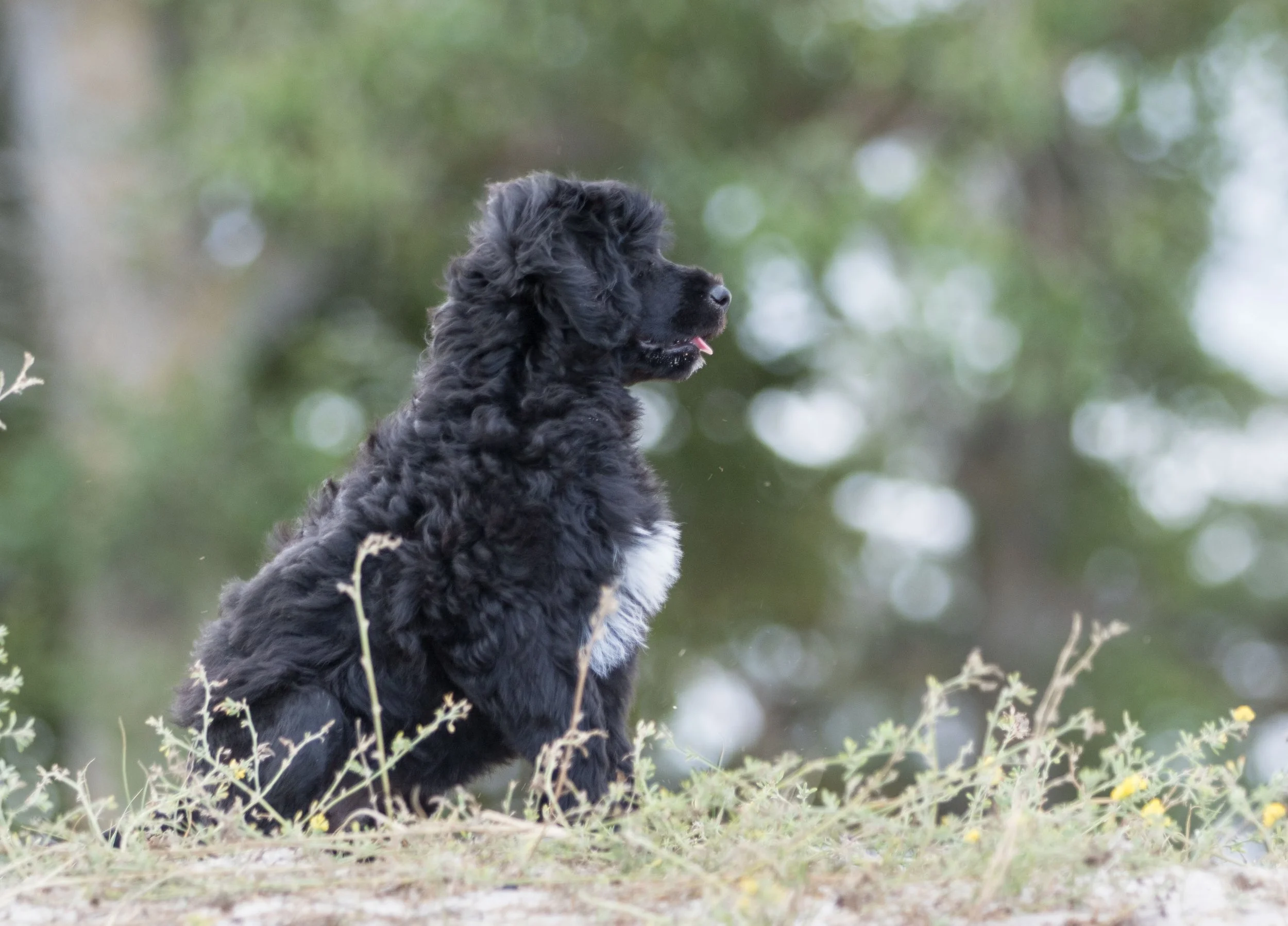 11 weeks