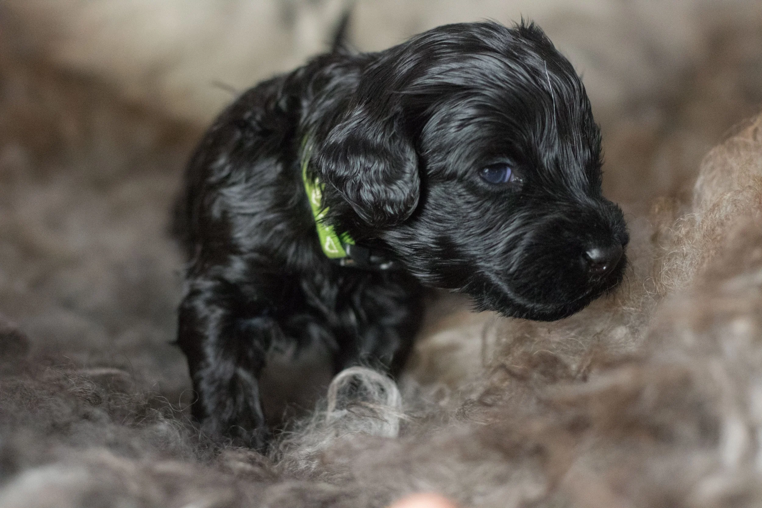 Mr. Green 3 weeks