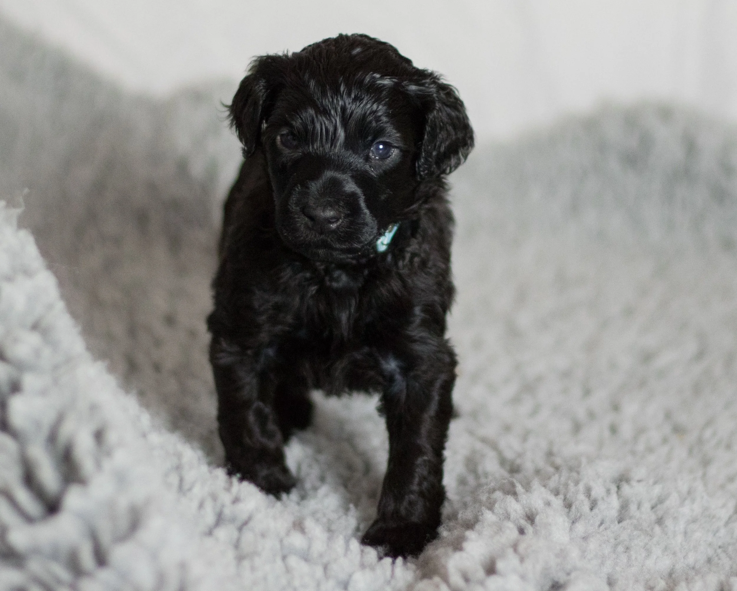 Mr. Light Blue 4 weeks