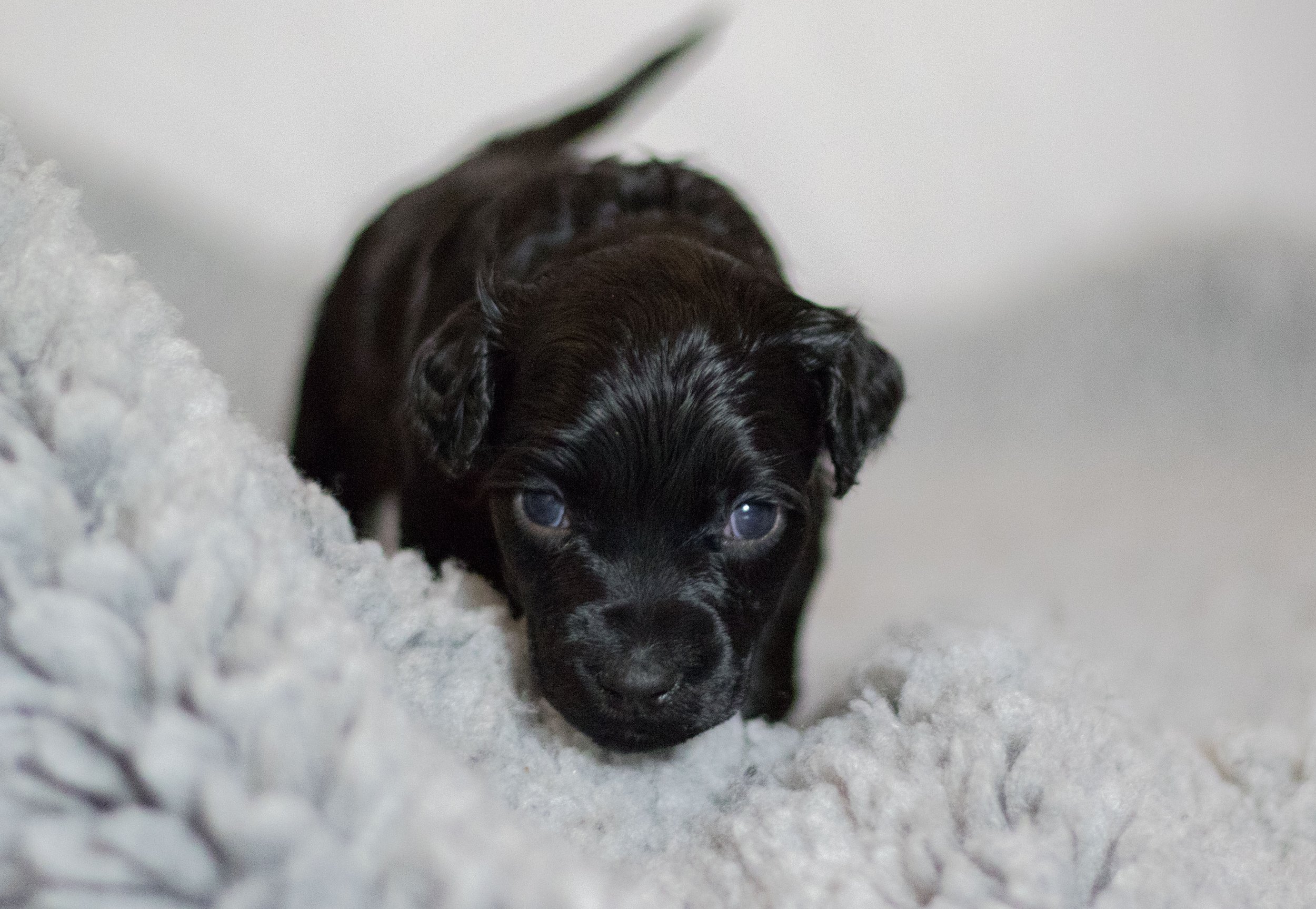 Mr. Orange 4 weeks