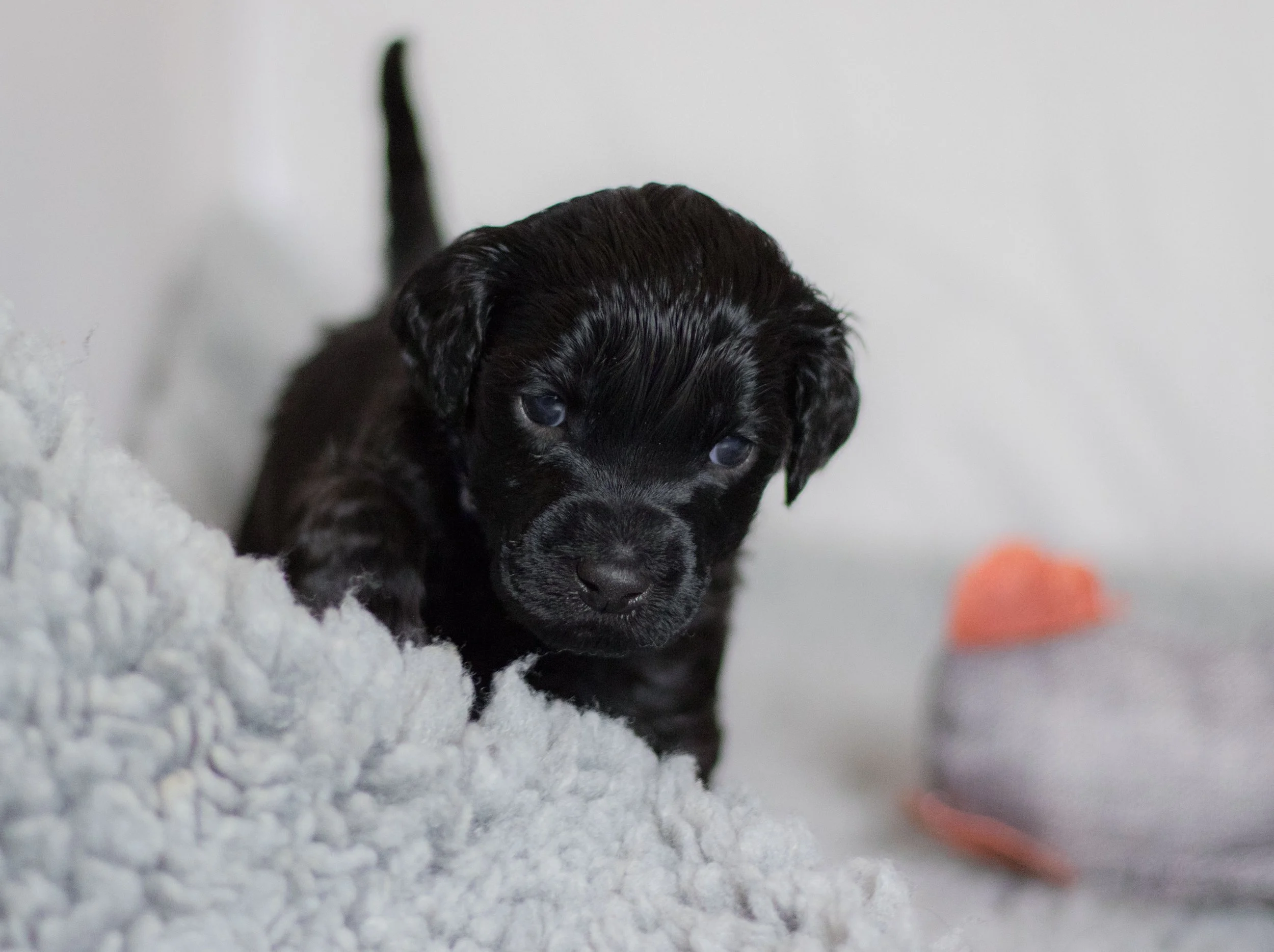 Mr Dark blue 4 weeks