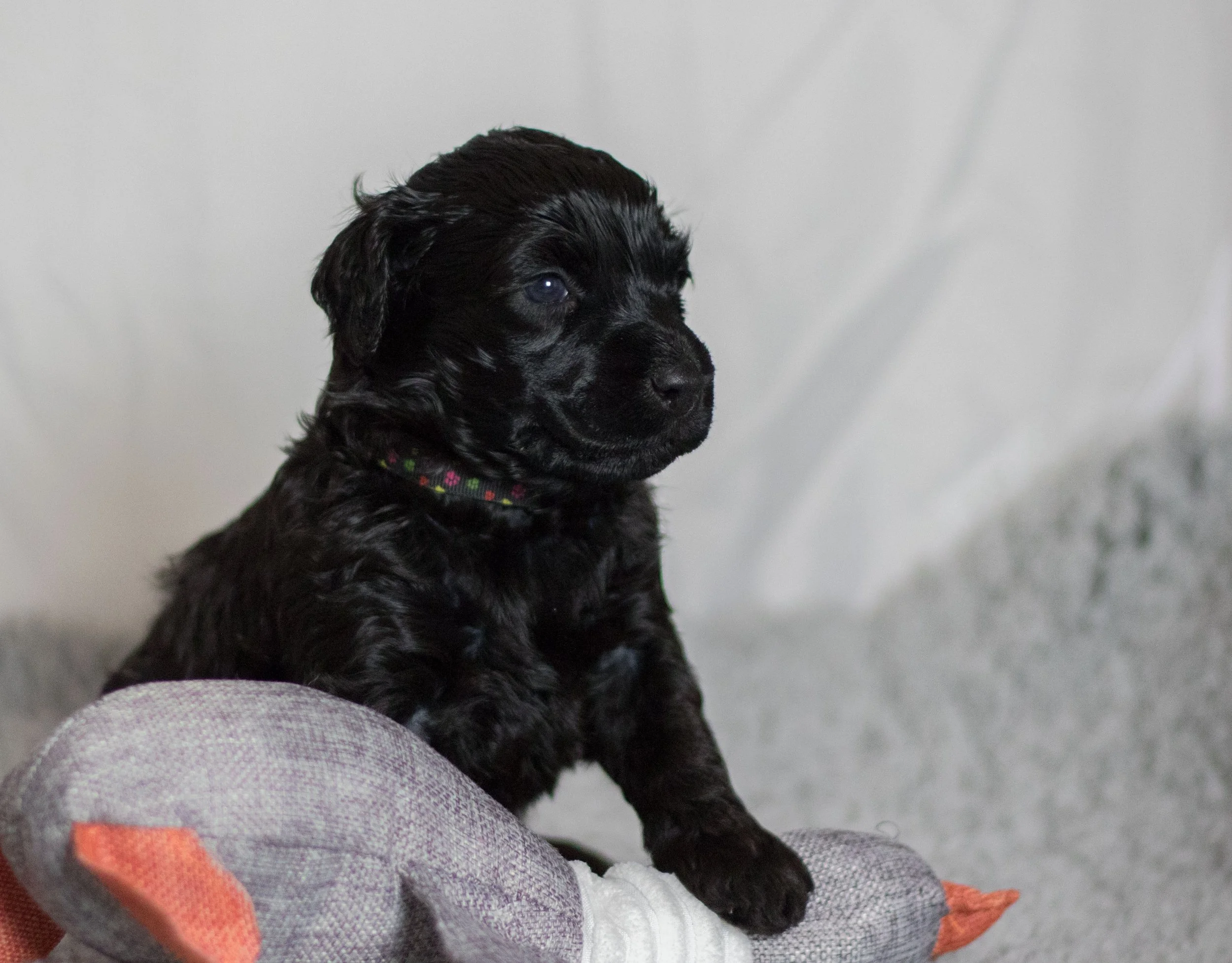 Miss Black 4 weeks