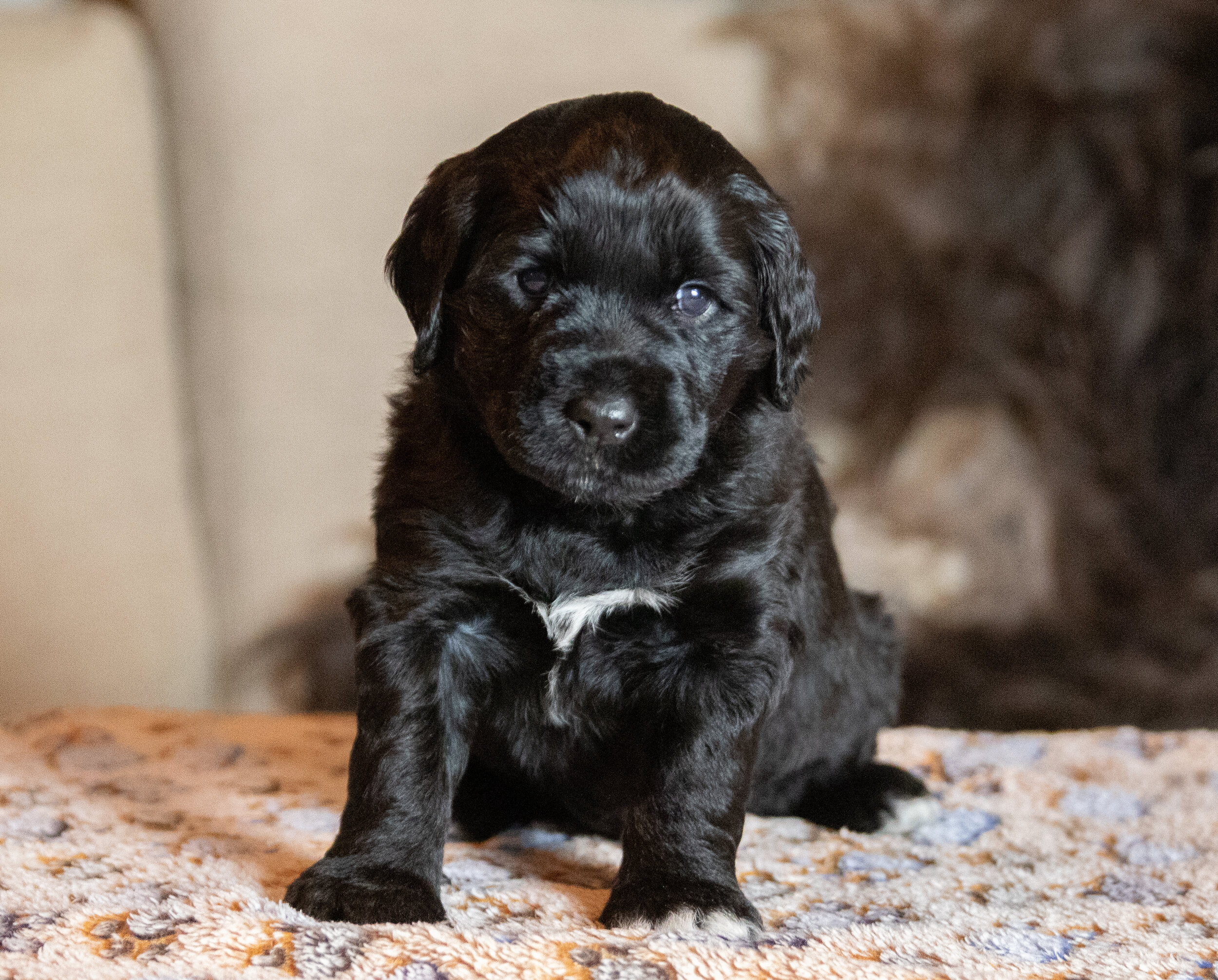 Mr. Blue 4 weeks