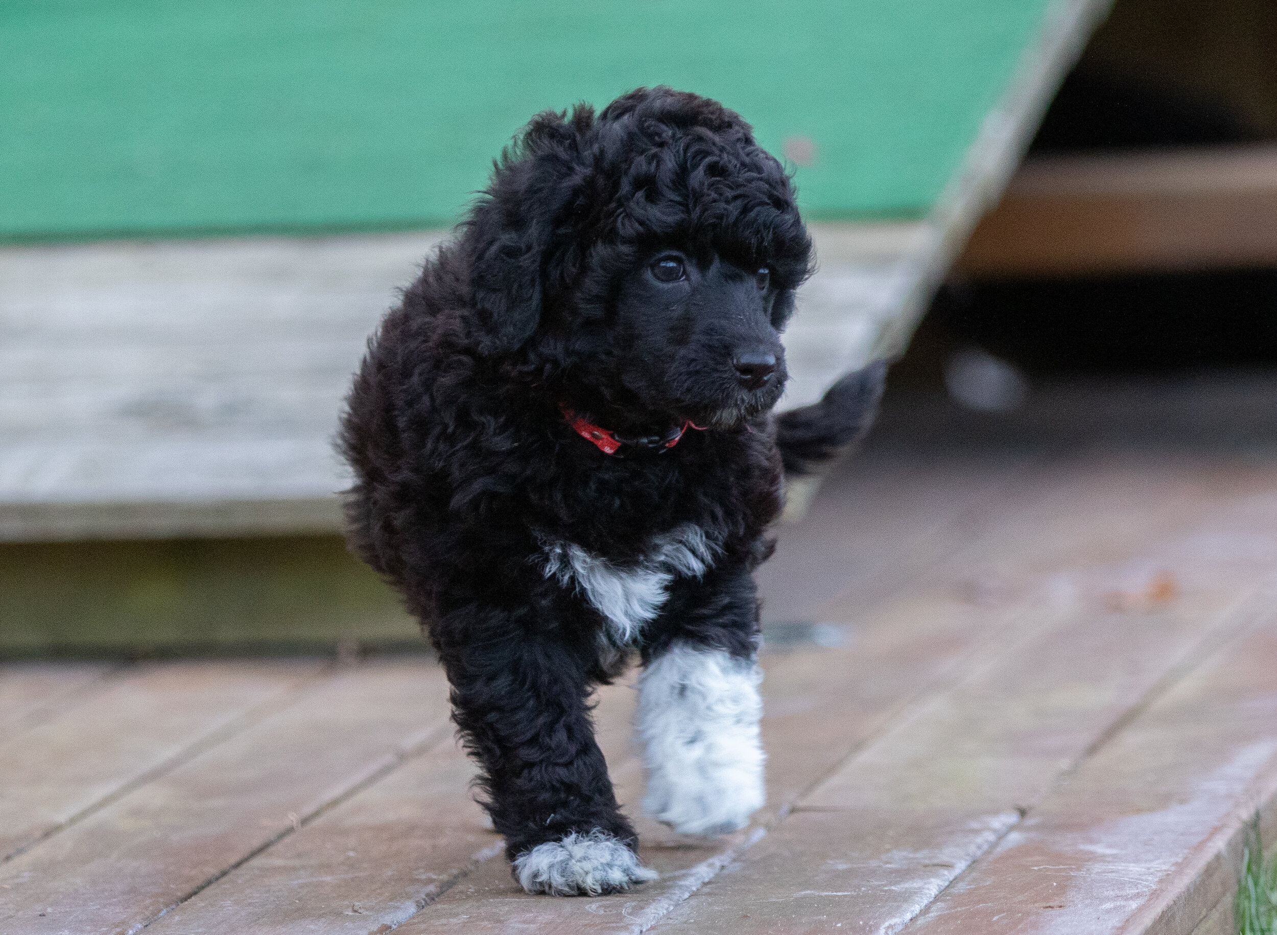 Miss Red 6 weeks