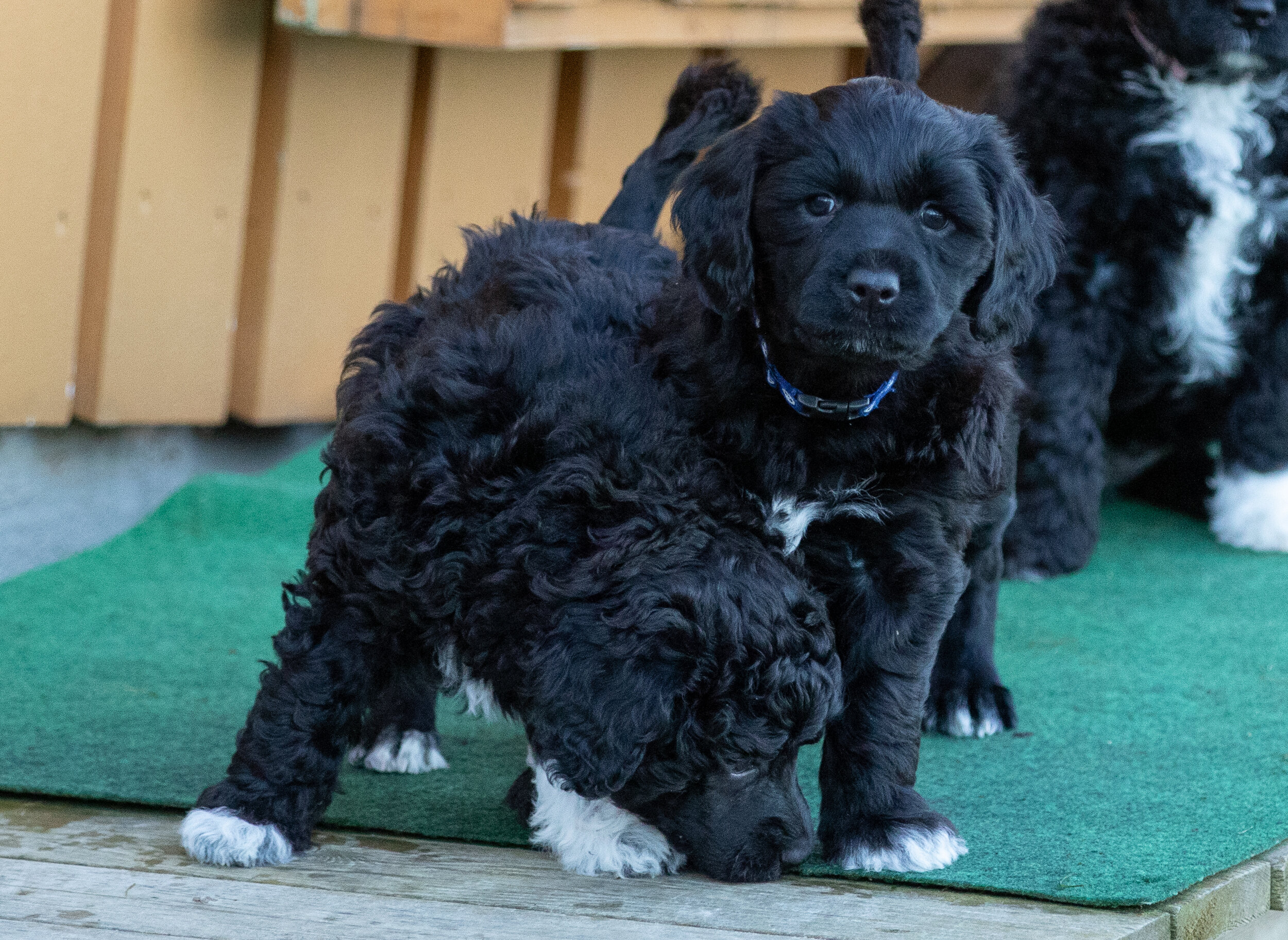 Mr. Blue 6 weeks