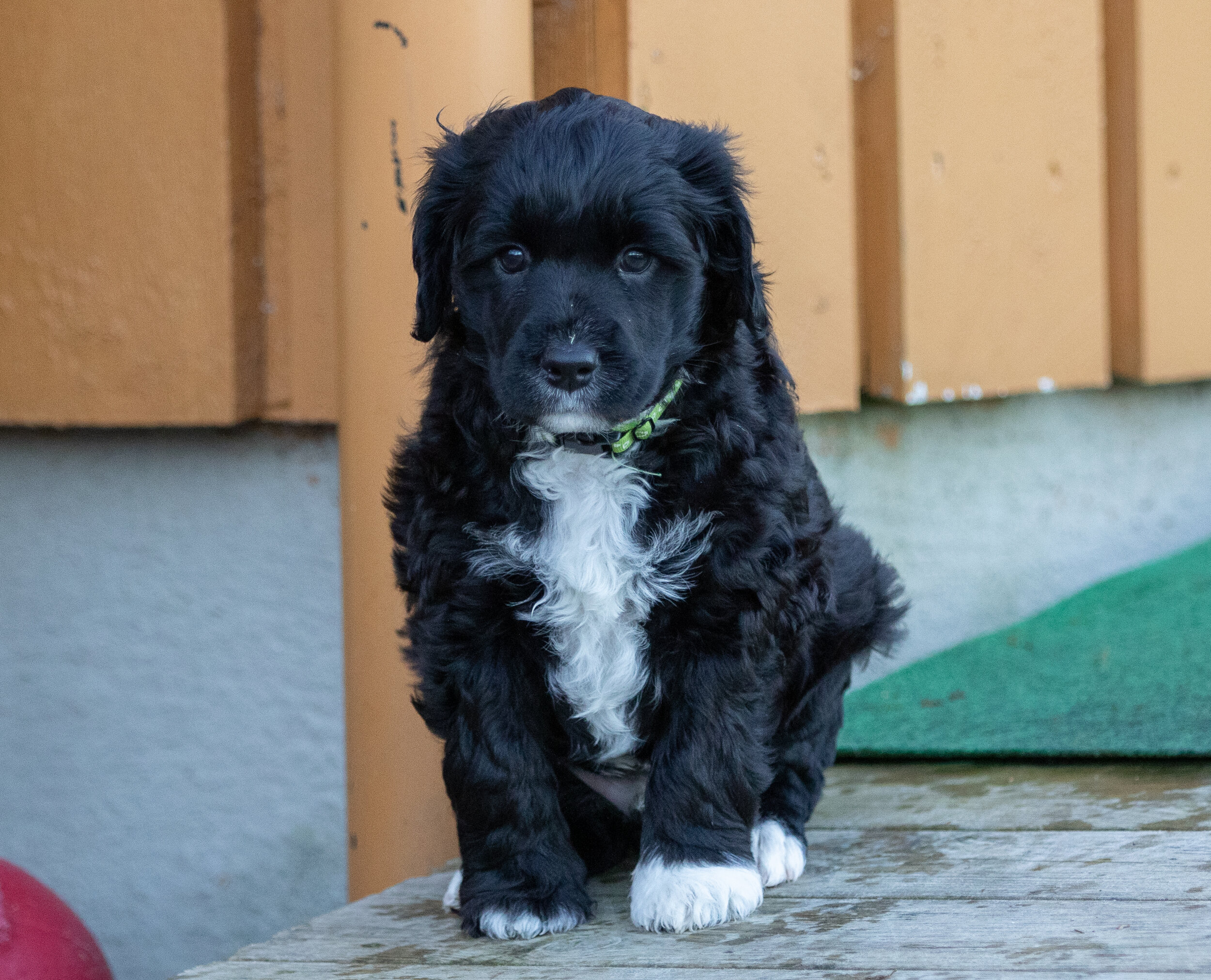 Mr. Green 6 weeks