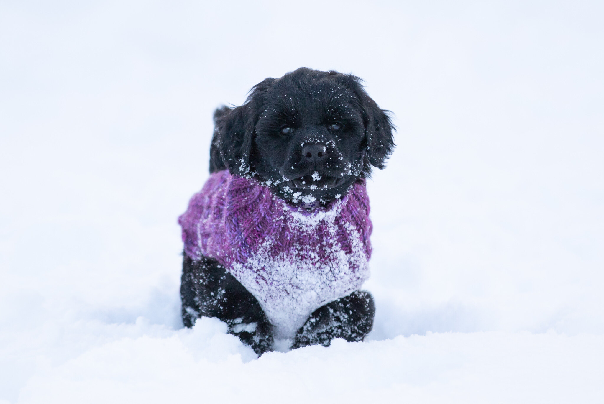 Miss Purple - Branja - 7 weeks