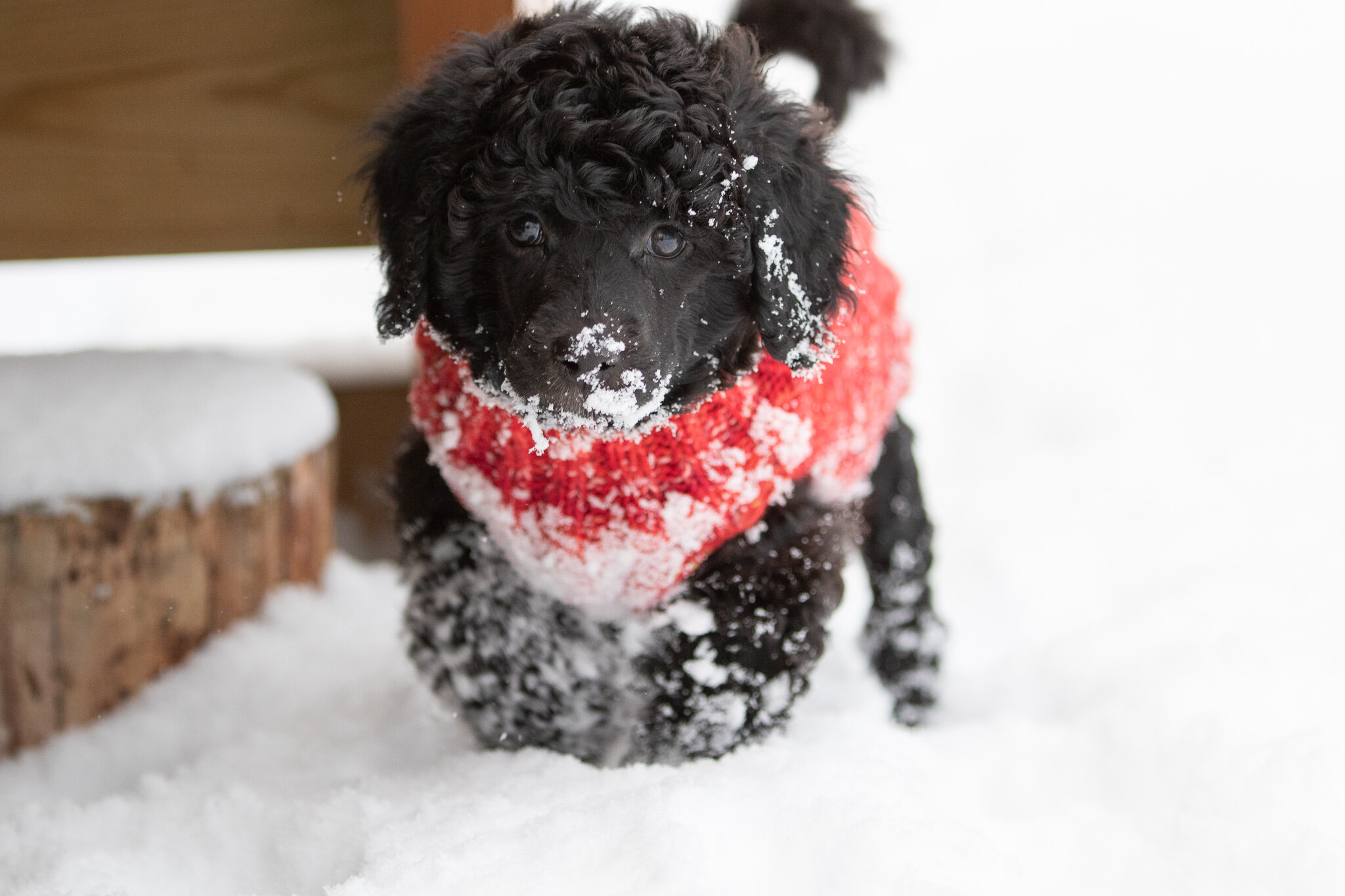 Miss Red - Frøya - 7 weeks