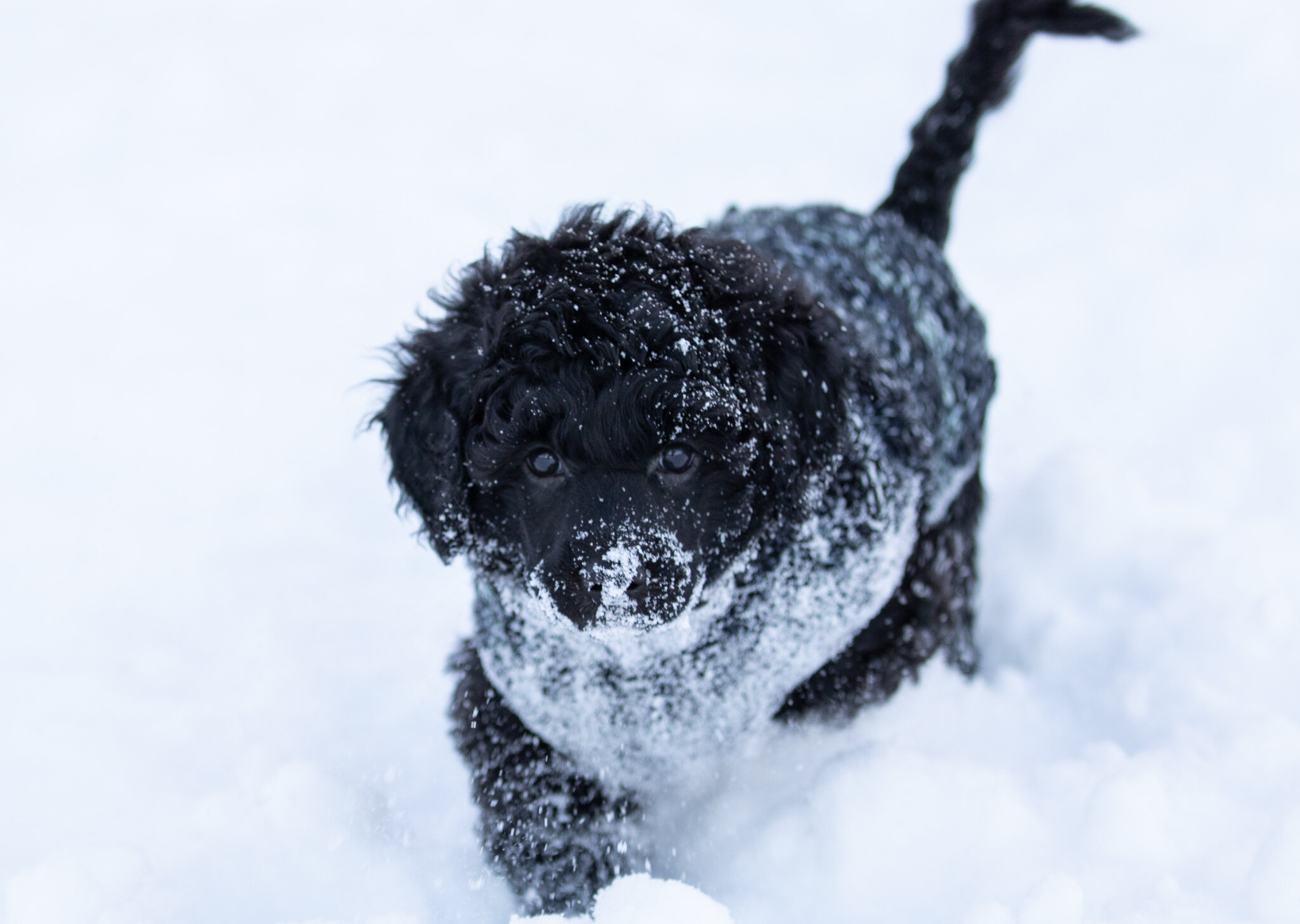 Miss White - Tinka - 7 weeks