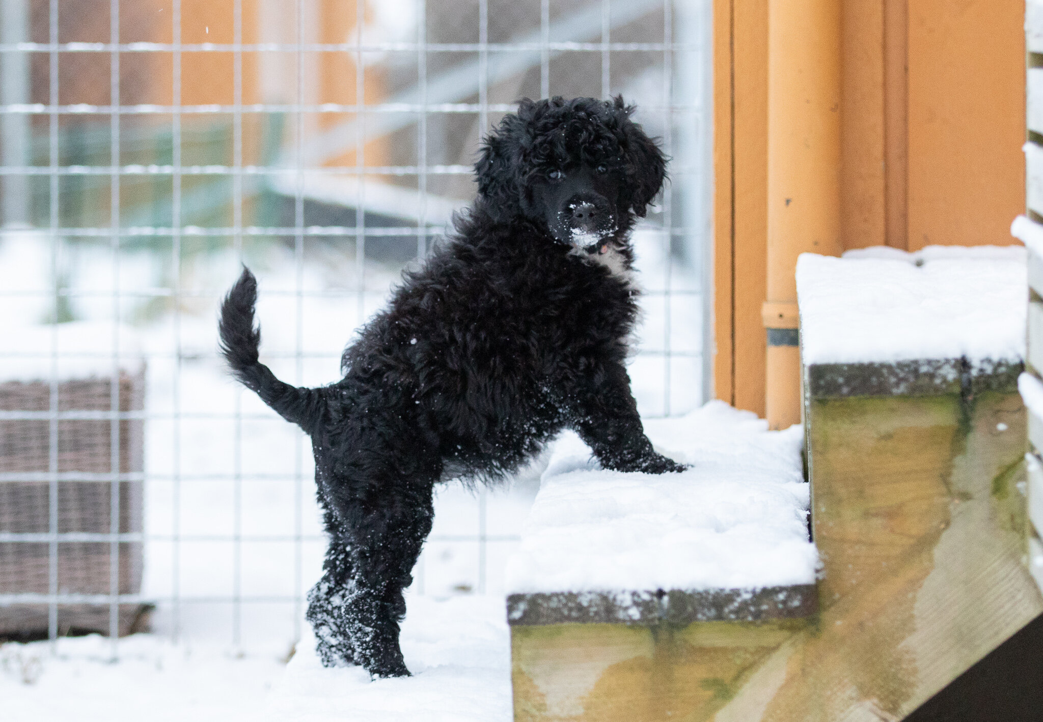 Miss Pink - Ellie - 8 weeks 