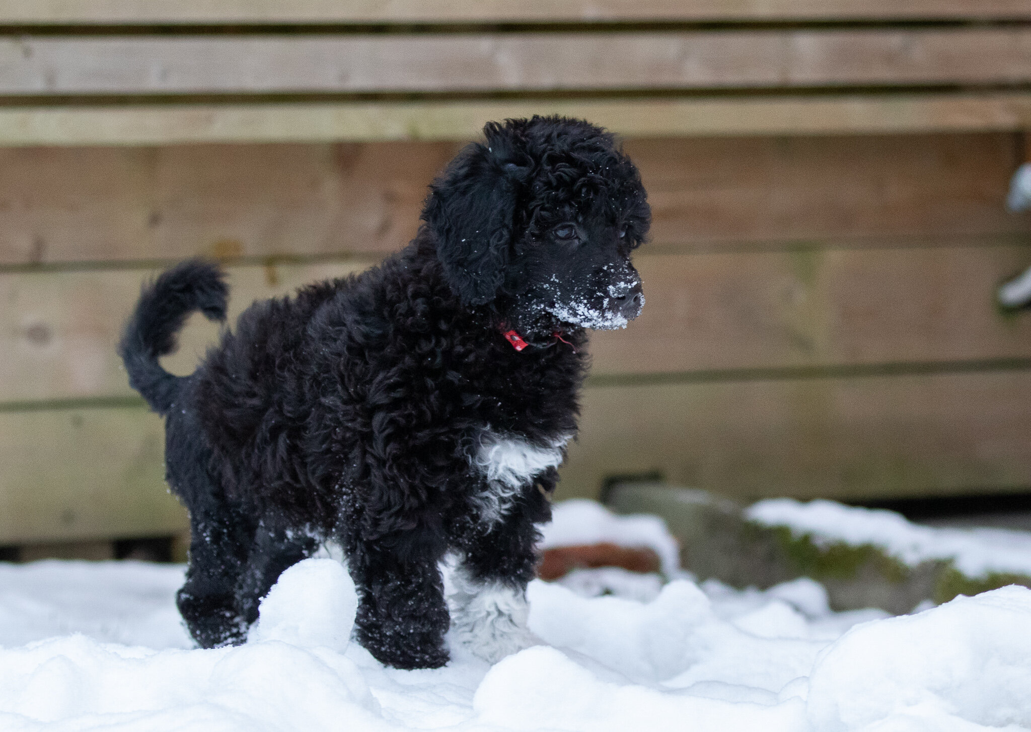 Miss Red - Frøya - 8 weeks