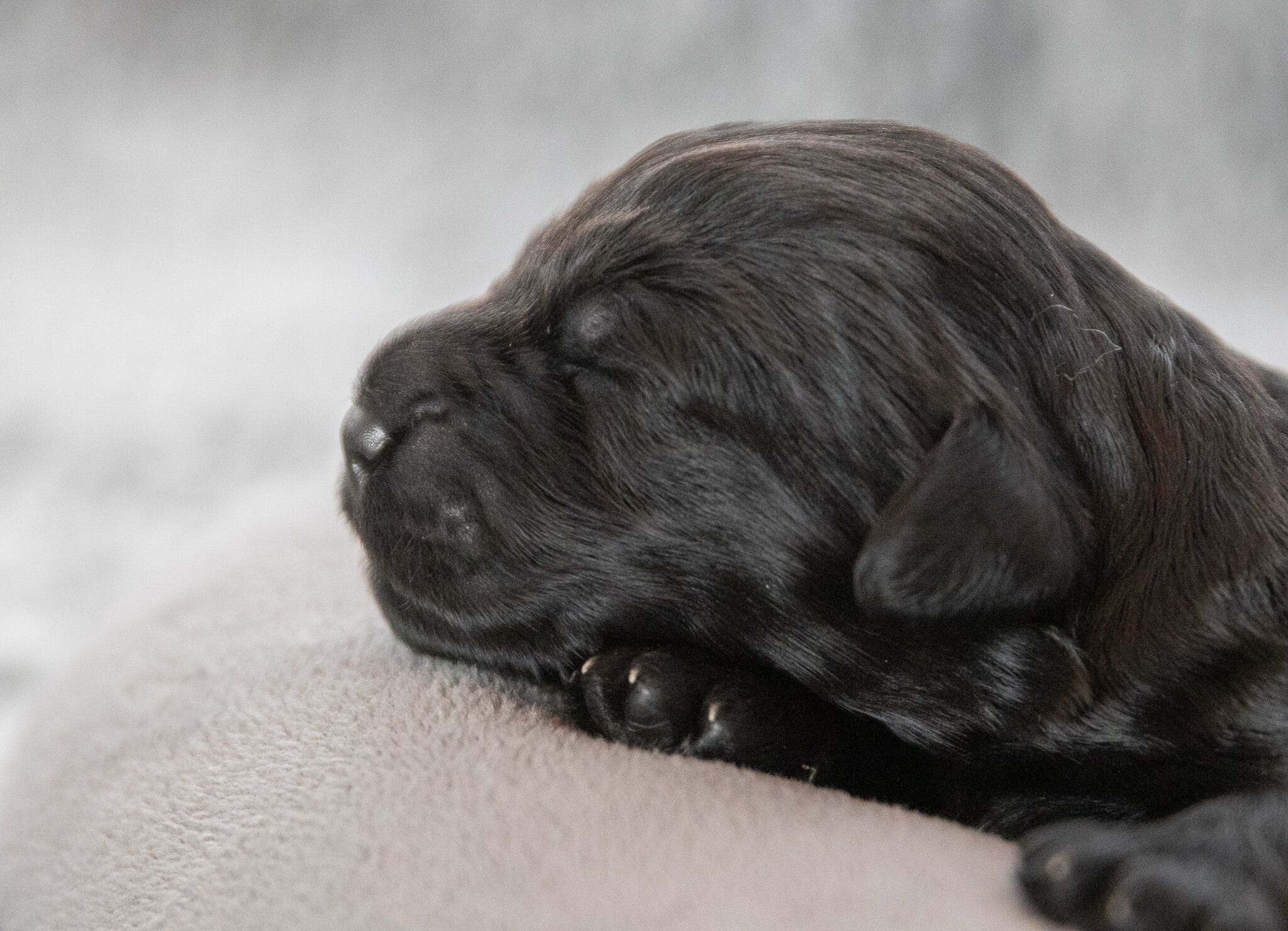 Mr. Black 1 week 