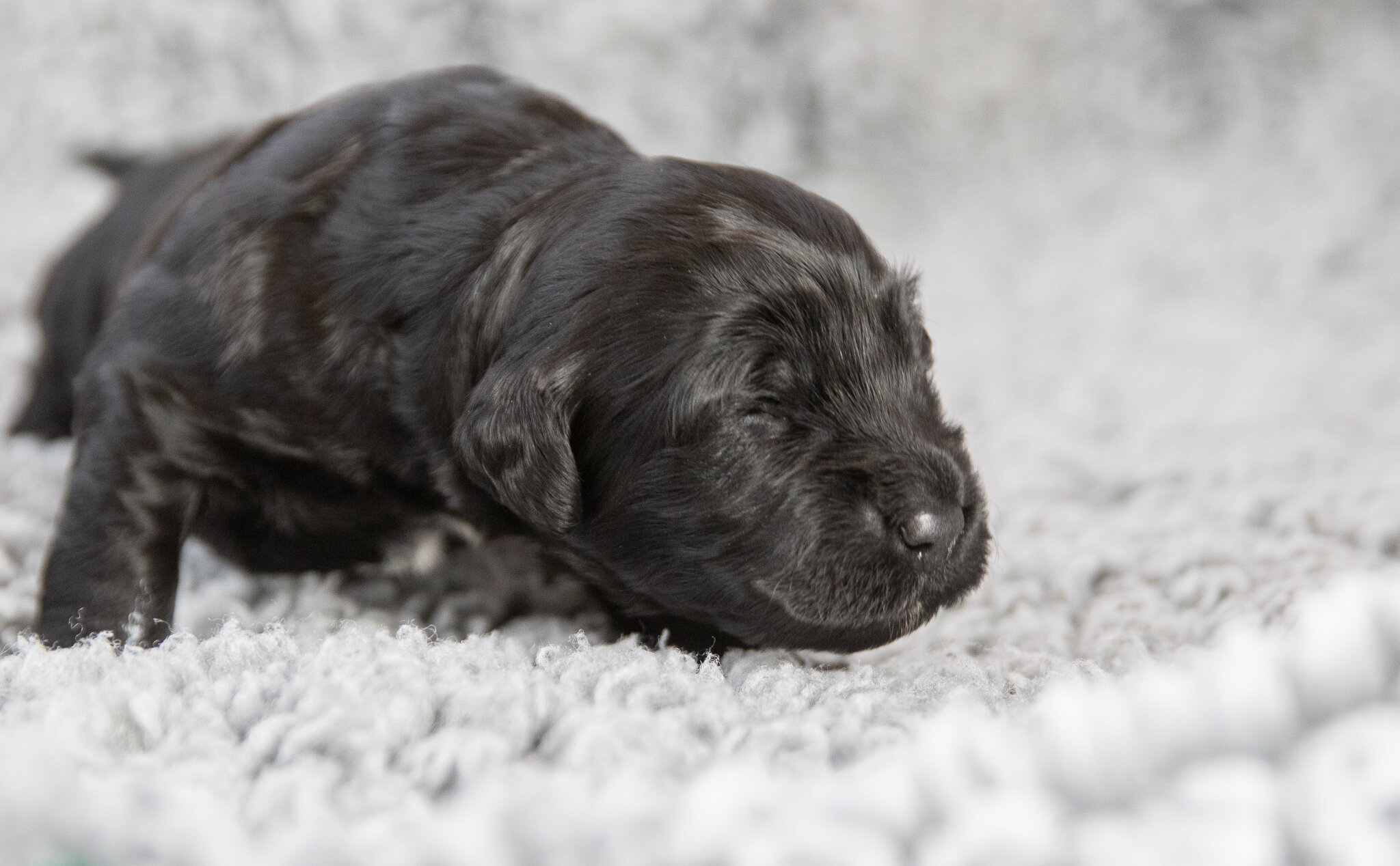 Mr. Black 2 weeks 