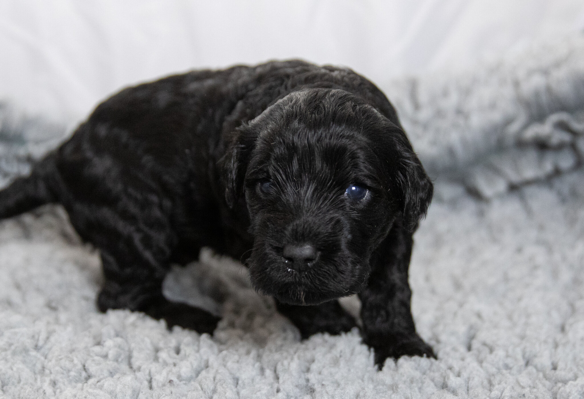 Mr. Black 3 weeks