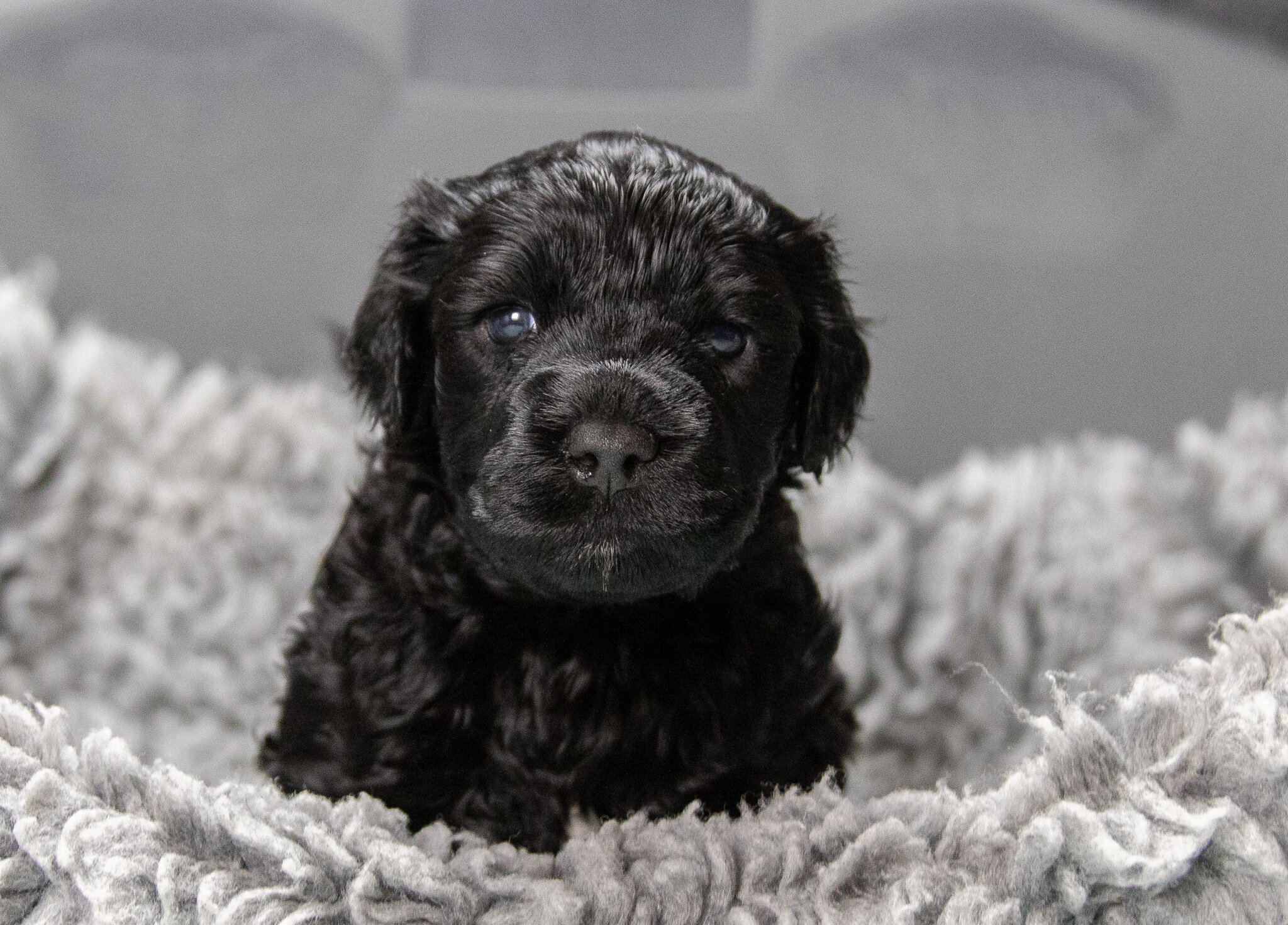 Mr. Black 4 weeks 