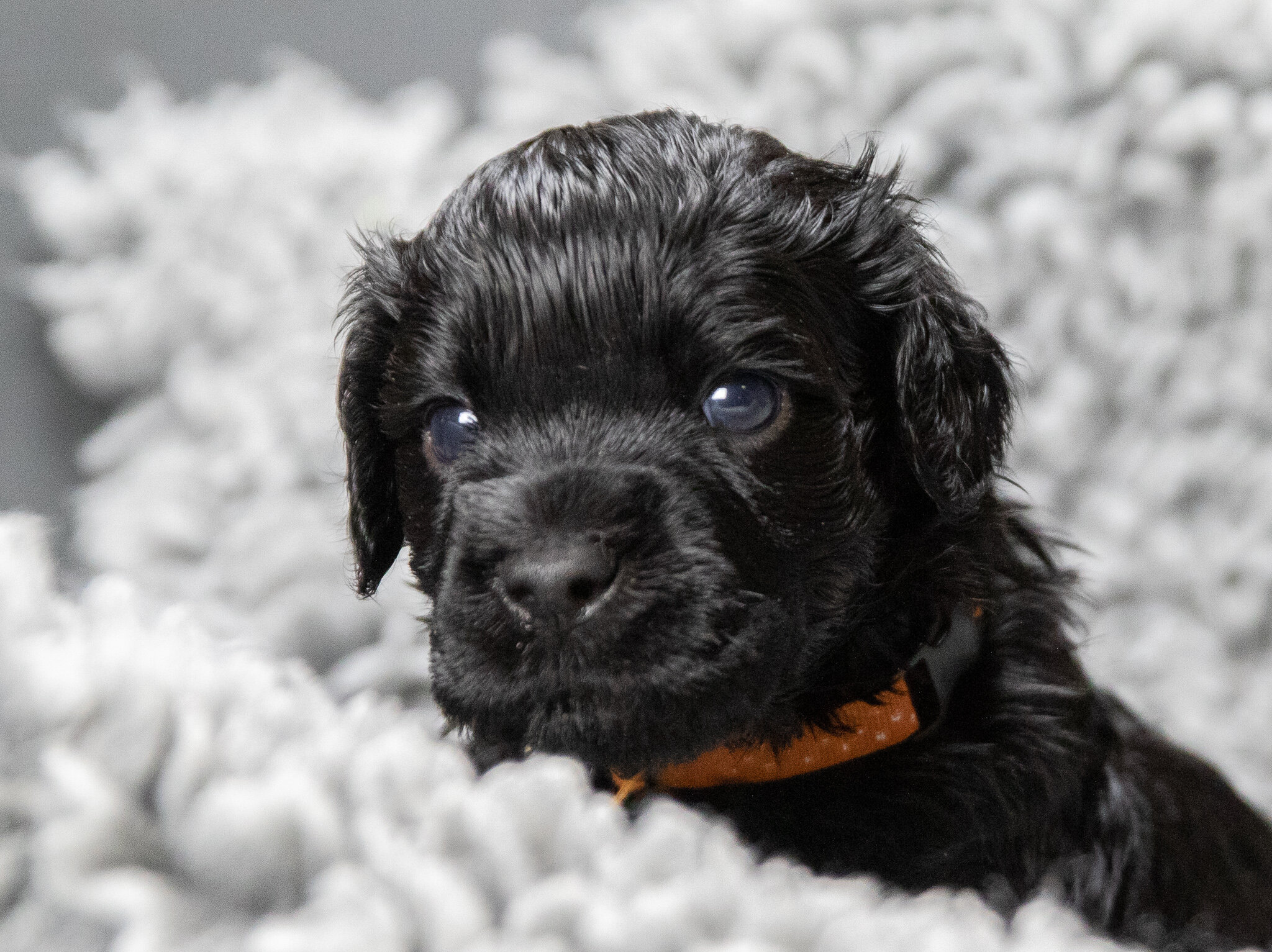 Mr. Orange 4 weeks 