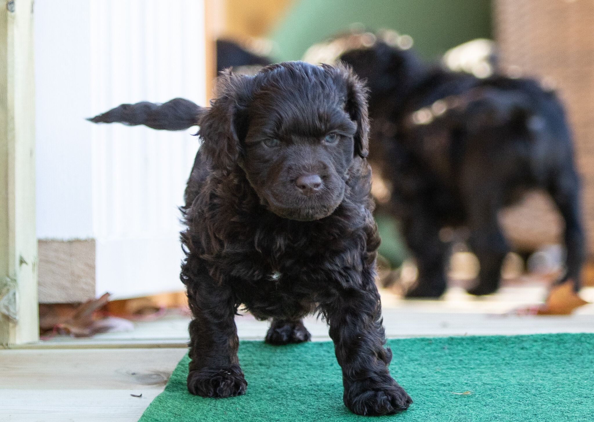 Mr. Brown 5 weeks