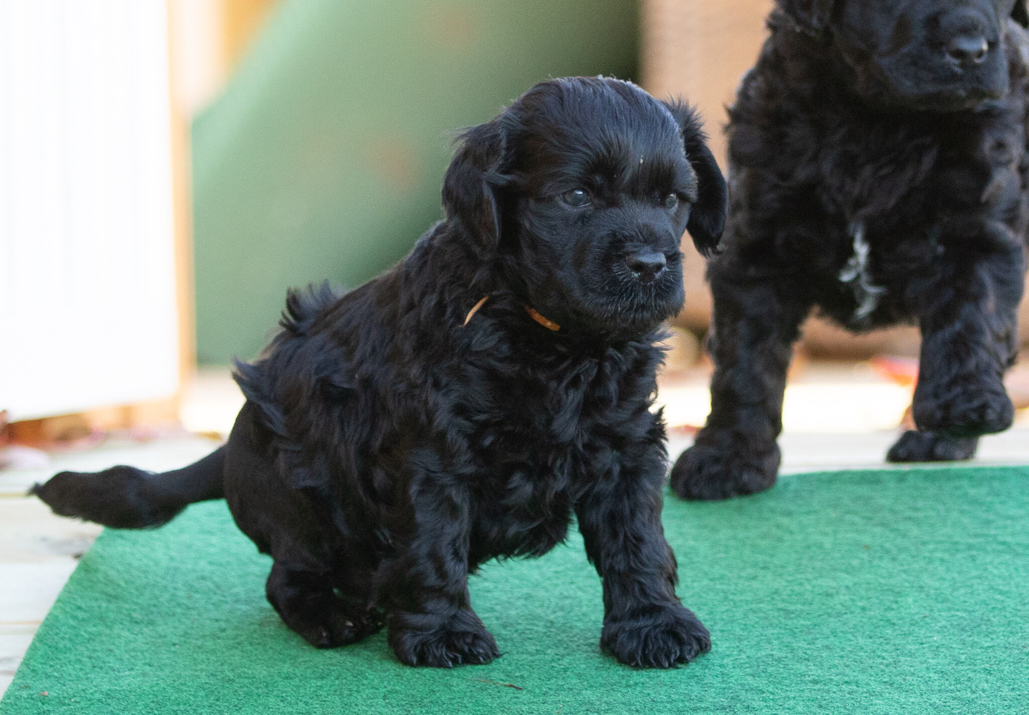 Mr. Orange 5 weeks 