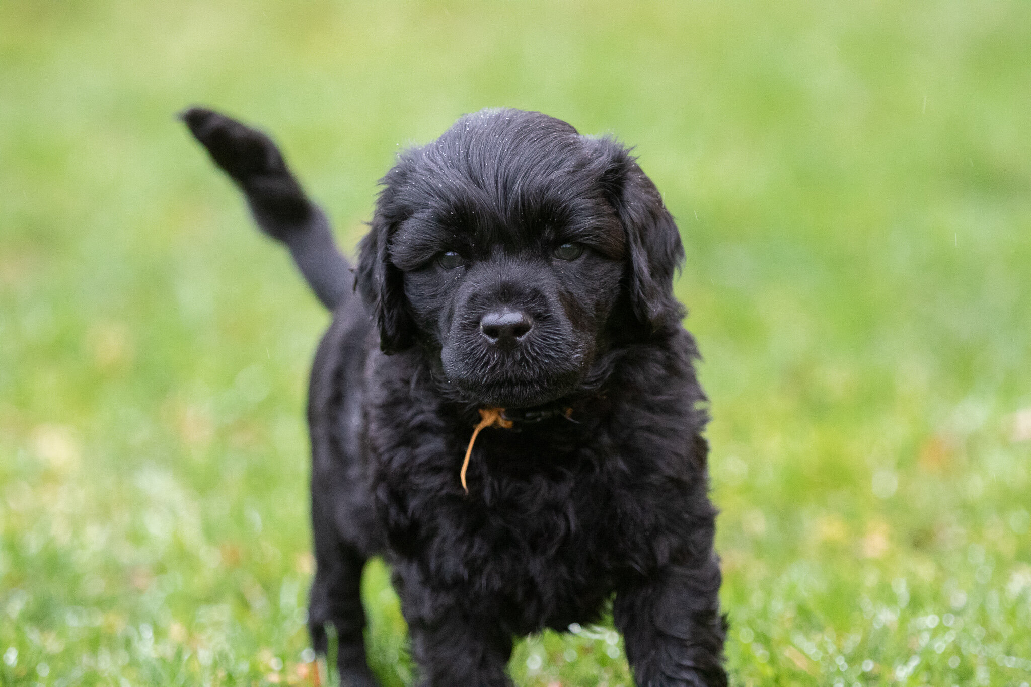 Mr. Orange 6 weeks