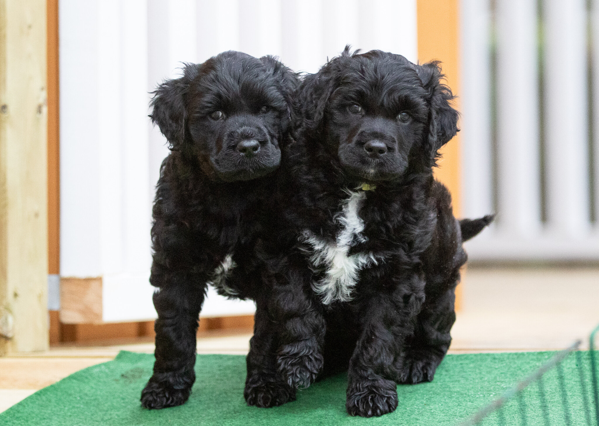 Mr. Black and Mr. Yellow 6 weeks 