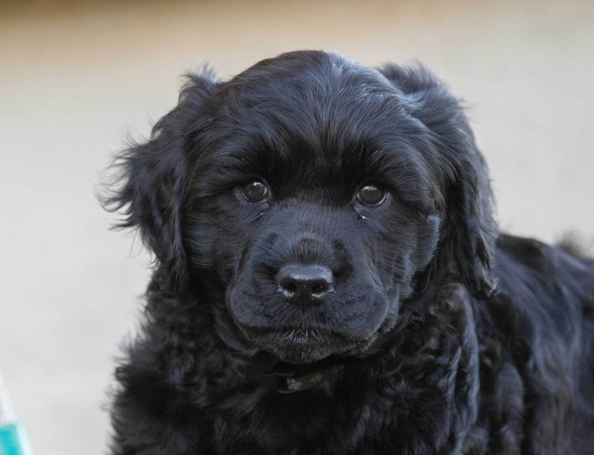 Mr. Black 7 weeks