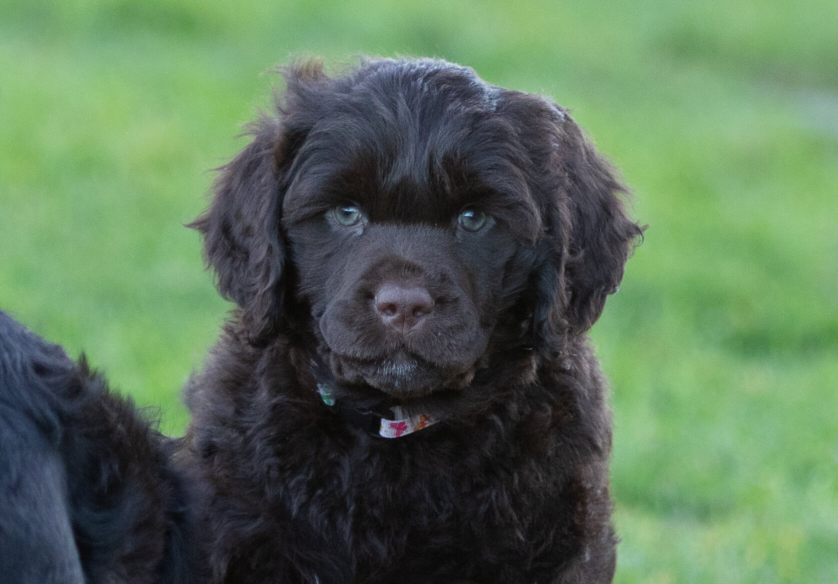 Mr. White 7 weeks