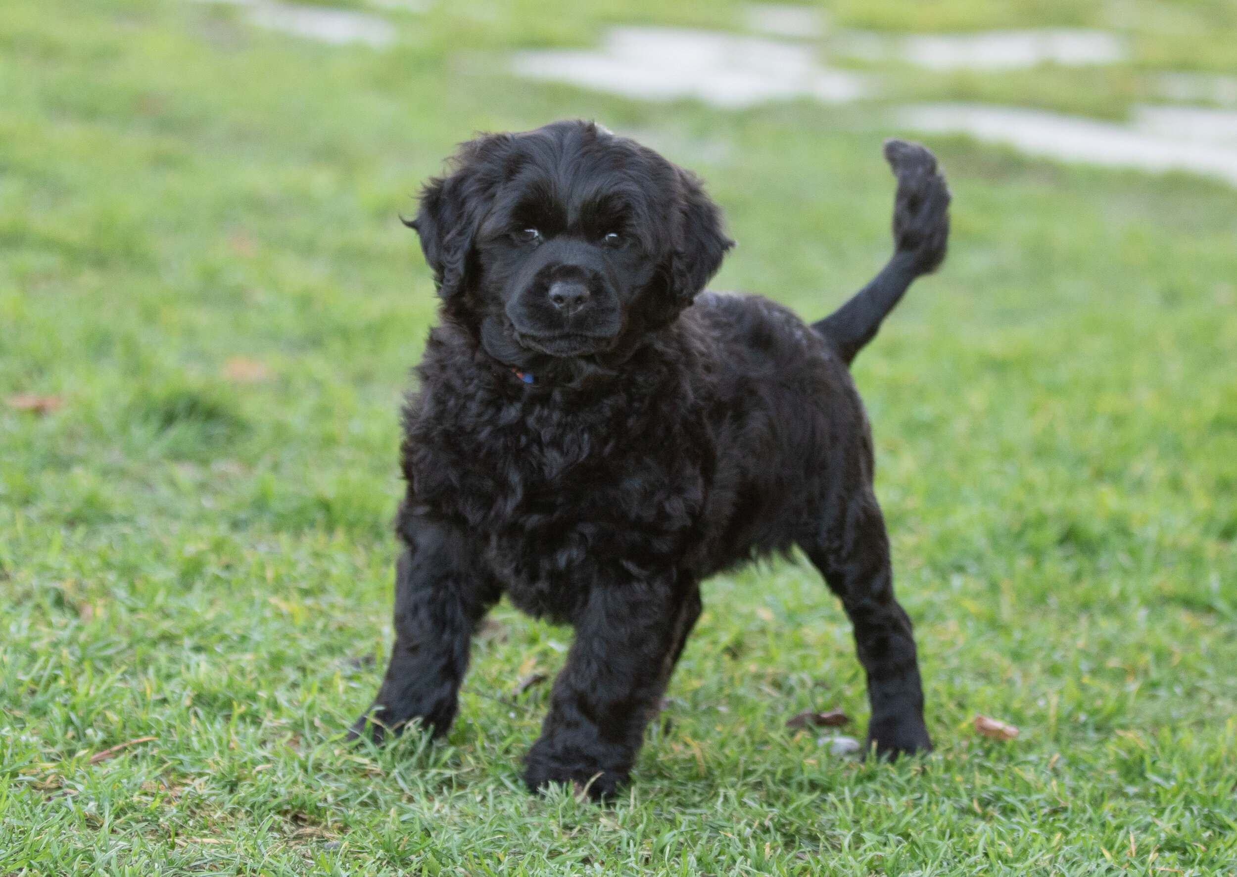 Mr. Blue 7 weeks