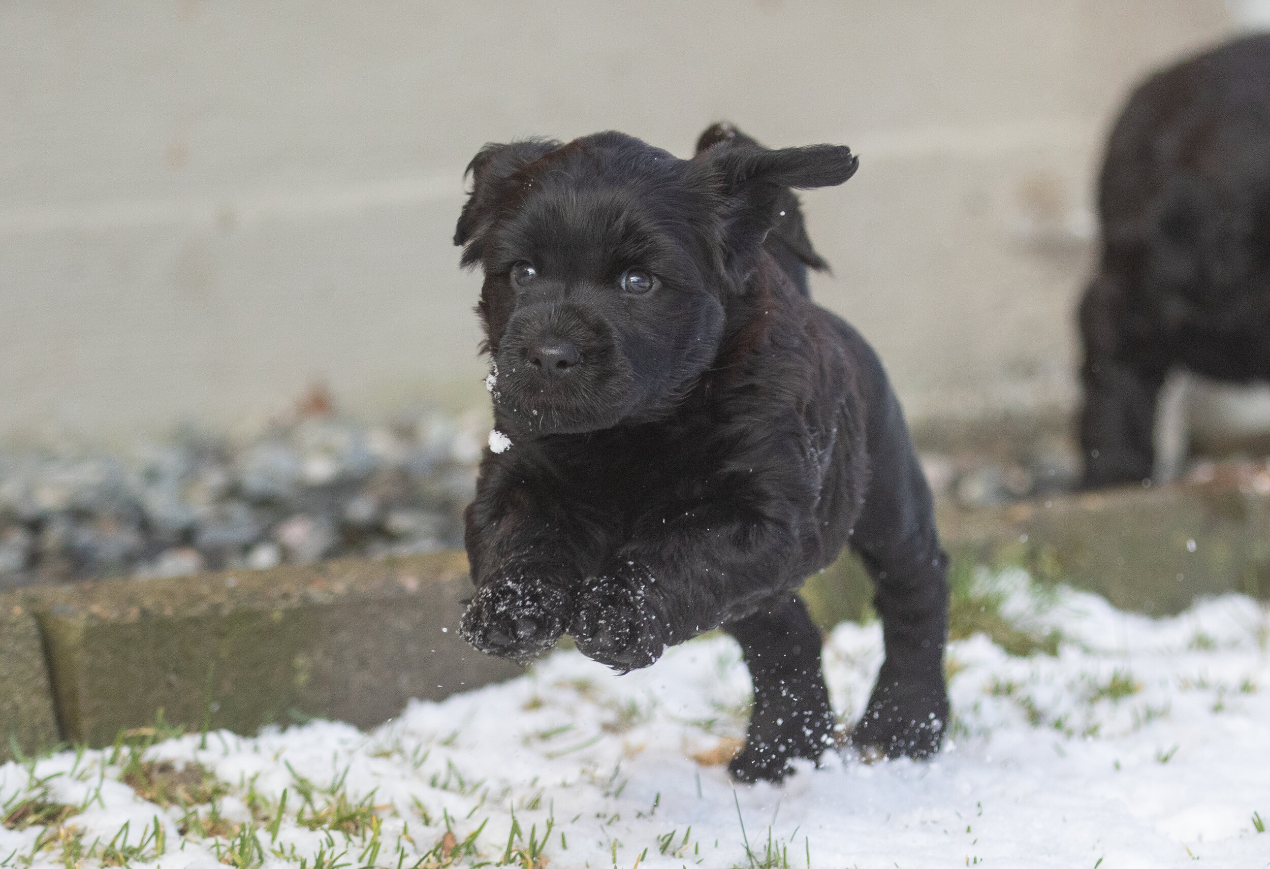 The boy 5 1/2 weeks 